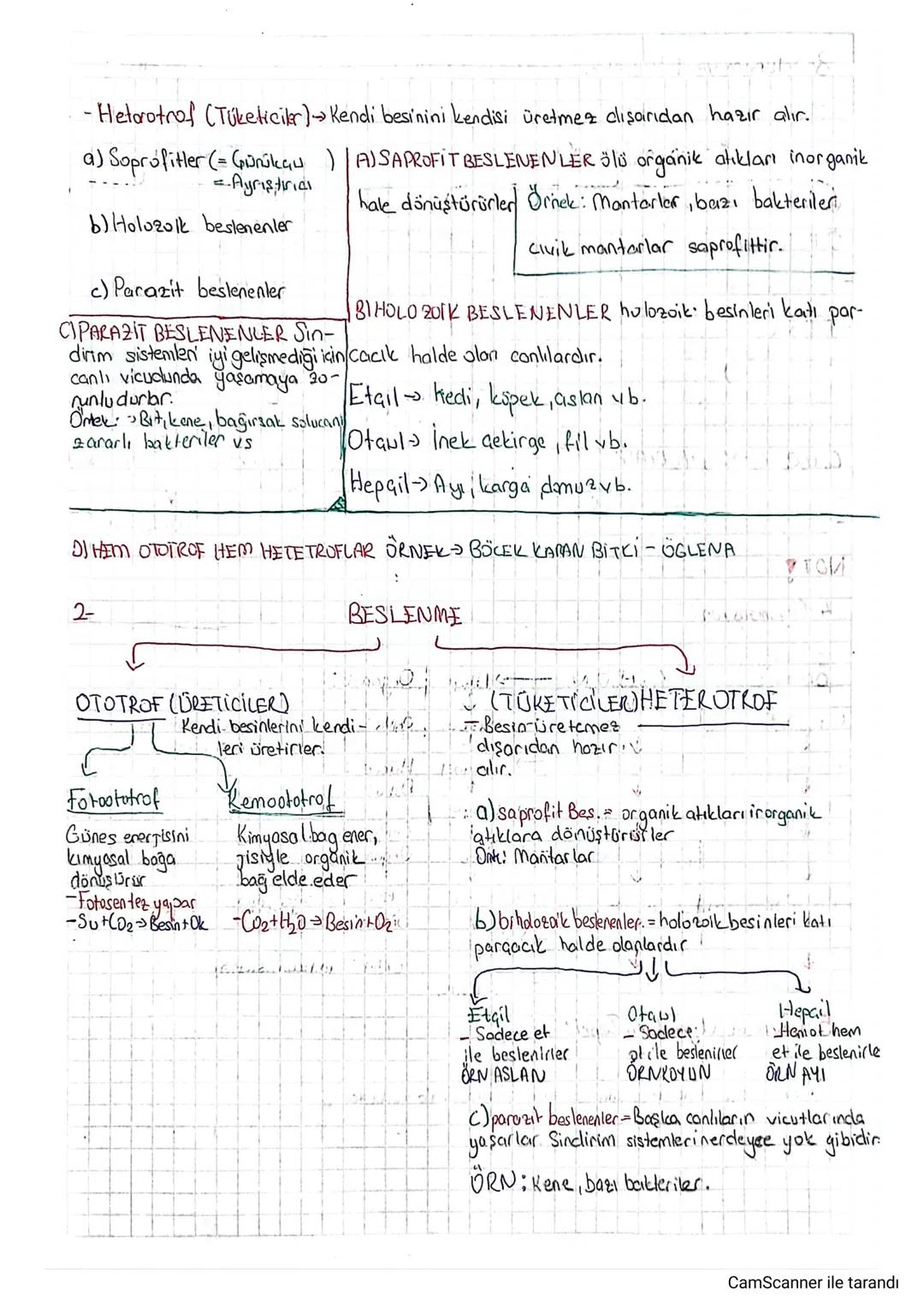 -Heterotrof (Tüketiciler) → Kendi besinini kendisi üretmez dışarıdan hazır alır.
a) Soprofitler (= Günükau ) | A) SAPROFIT BESLENENLER ölü o