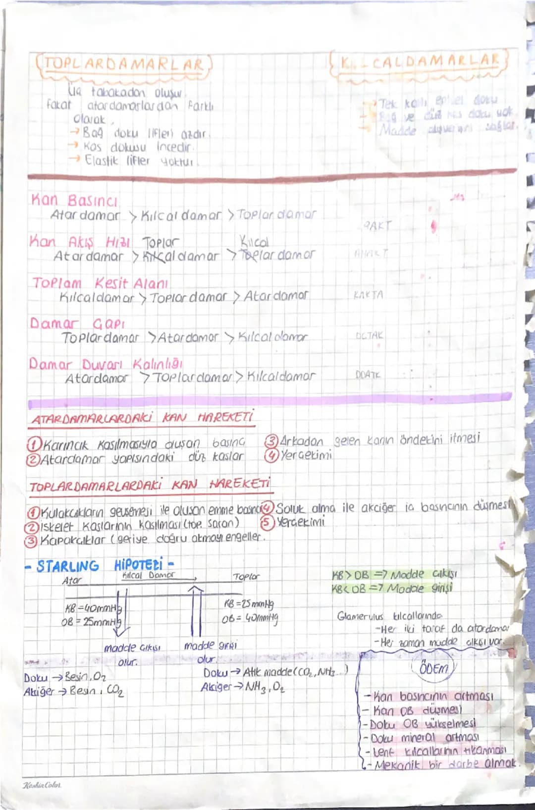 ERITROSİTLER
LALYUVAR)
VKemik iliğinde üretilirler.
✓ Dolasima katilliken geurde
ve organel kaybolur (otgun
olyuvar)
Solunum 908 taxır.
Lakt