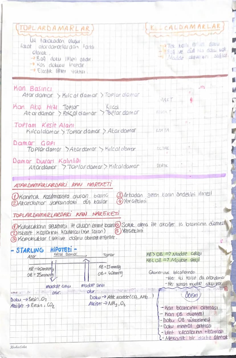 ERITROSİTLER
LALYUVAR)
VKemik iliğinde üretilirler.
✓ Dolasima katilliken geurde
ve organel kaybolur (otgun
olyuvar)
Solunum 908 taxır.
Lakt