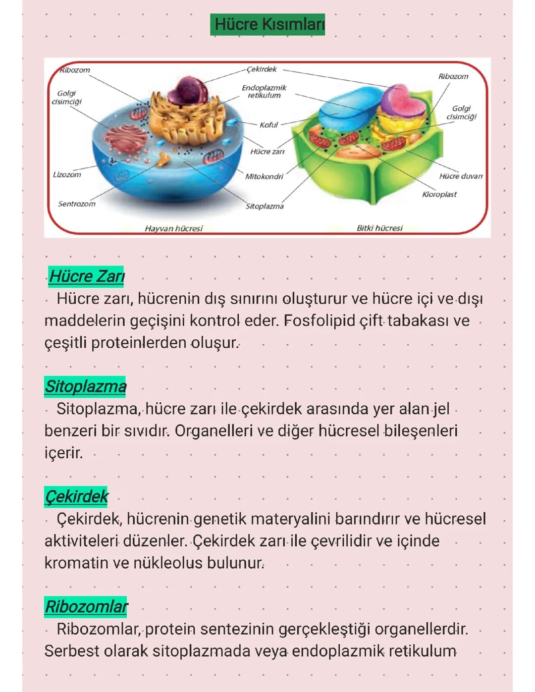9.SINIF - HÜCRE KISIMLARI 