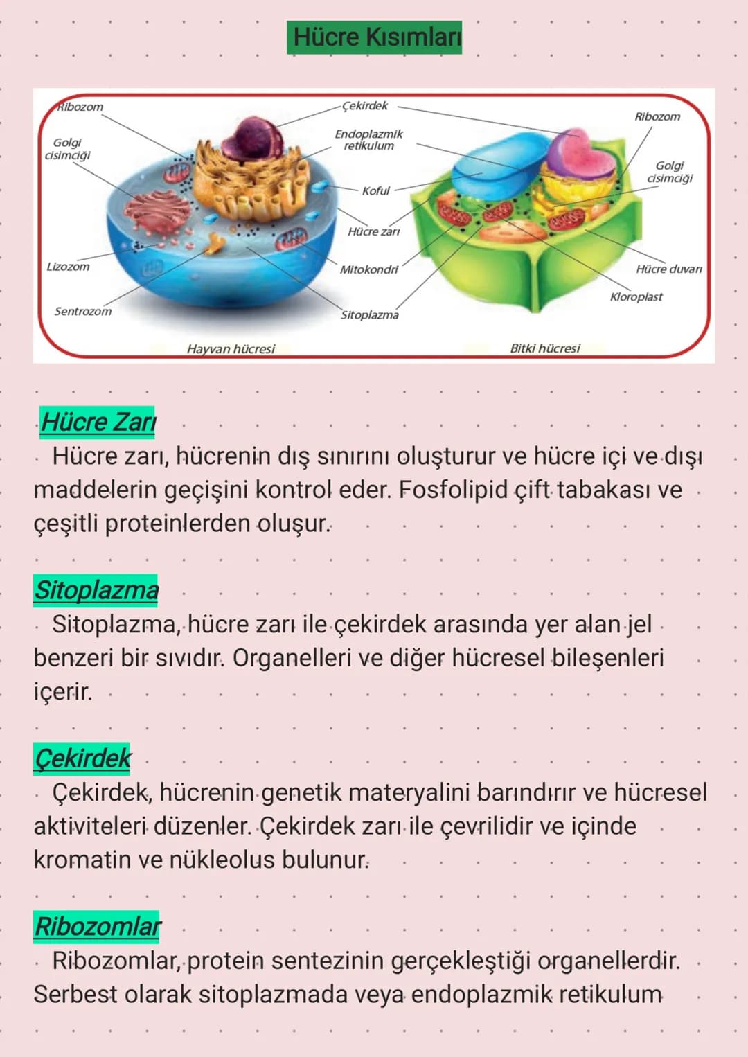 Ribozom
Golgi
cisimciği
Lizozom
Sentrozom
Hücre Kısımları
-Çekirdek
Endoplazmik
retikulum
Koful
Hücre zari
Mitokondri
Sitoplazma
Hayvan hücr