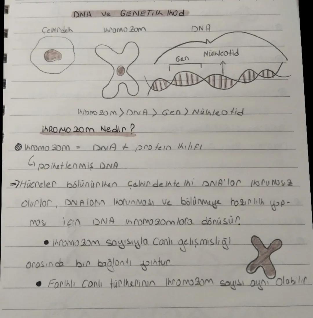DNA ve Genetik kod 8. Sınıf🧬