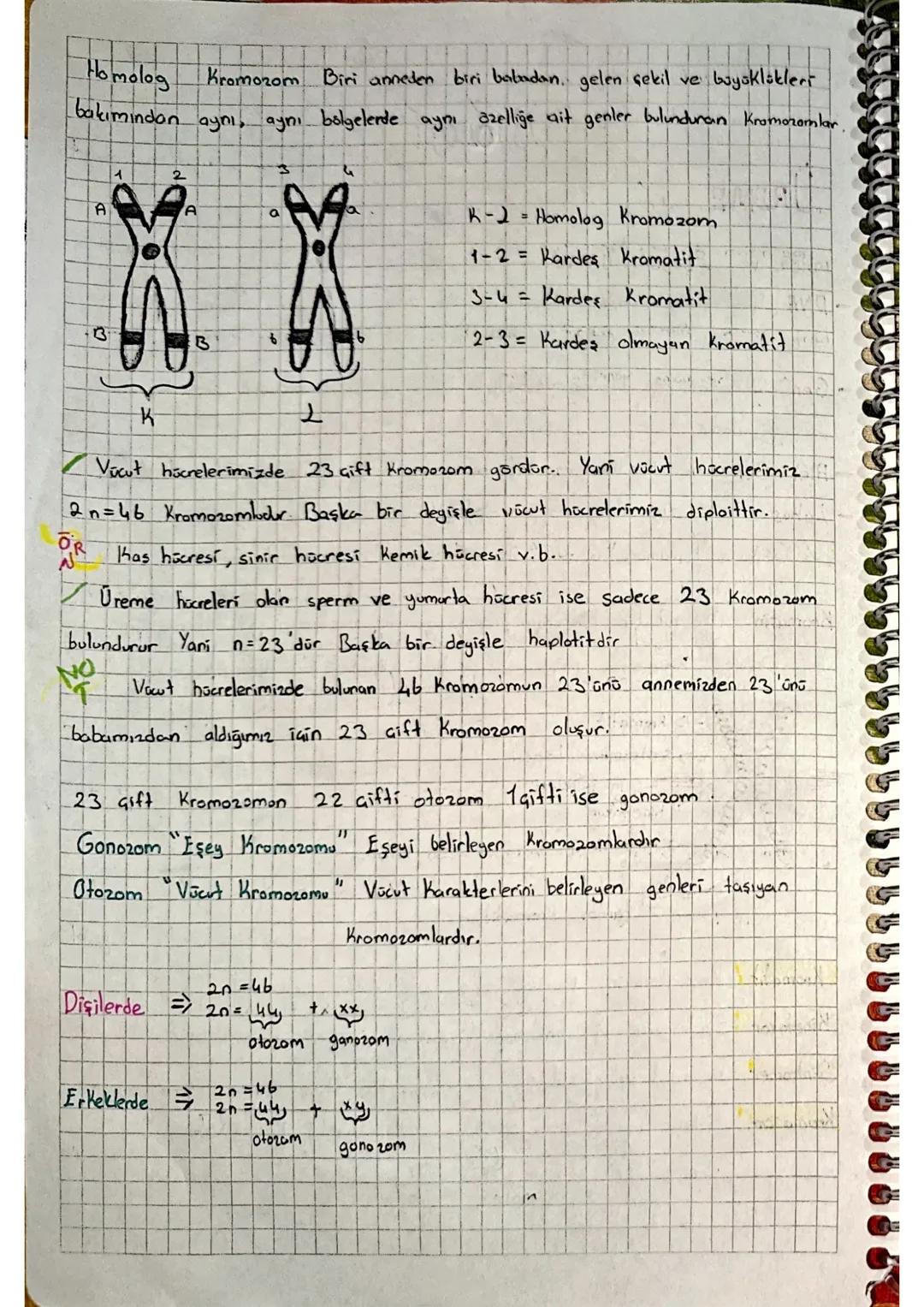 Homolog
Kromozom Biri anneden biri babadan gelen çekil ve büyüklükleri
bakımından aynı, aynı bölgelerde aynı özelliğe ait genler bulunduran 