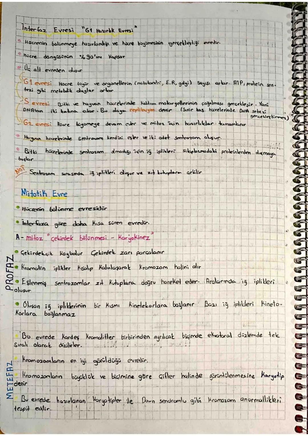 Homolog
Kromozom Biri anneden biri babadan gelen çekil ve büyüklükleri
bakımından aynı, aynı bölgelerde aynı özelliğe ait genler bulunduran 