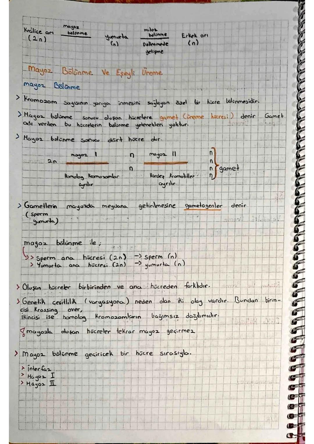 Homolog
Kromozom Biri anneden biri babadan gelen çekil ve büyüklükleri
bakımından aynı, aynı bölgelerde aynı özelliğe ait genler bulunduran 