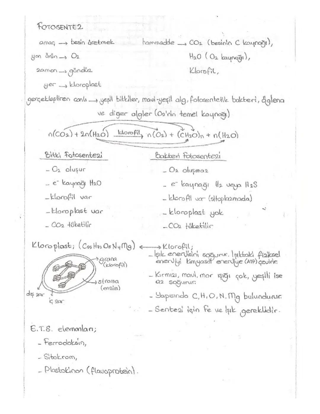 Fotosentez Nedir? Bitkilerde Fotosentez, Denklemi ve Sonuçları
