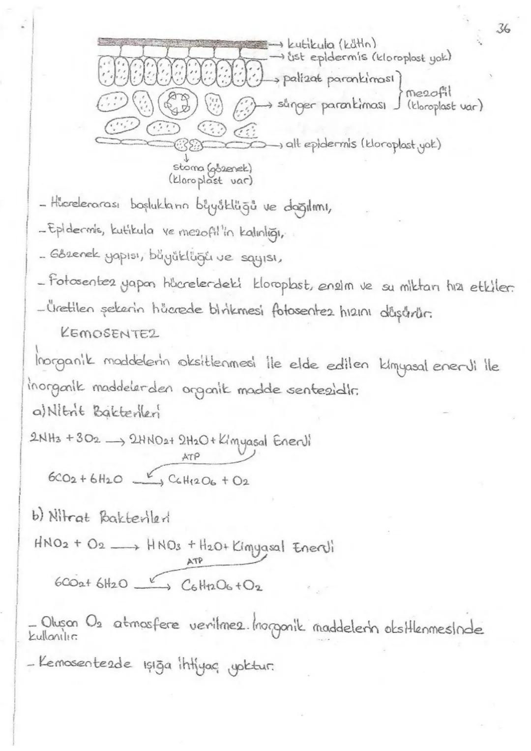 FOTOSENTE2
amaq besin dretmek
hammadde
CO2 (besinin C kaynağı),
yon ürün 02
->
H₂O (0₂ kaynağı),
zamon
gündüz
Klorofil,
yer-> kloroplast
ger