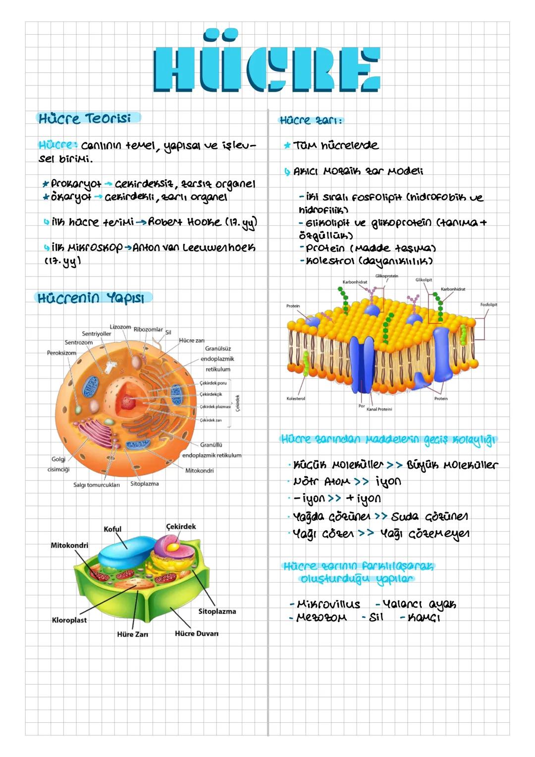 HÜCRE
Hücre Teorisi
Hücre canlının temel, yapısal ve işlev-
sel birimi.
* Prokaryot - Çekirdeksiz, zersiz organel
*ŏxaryot→Gekirdekli, zerli