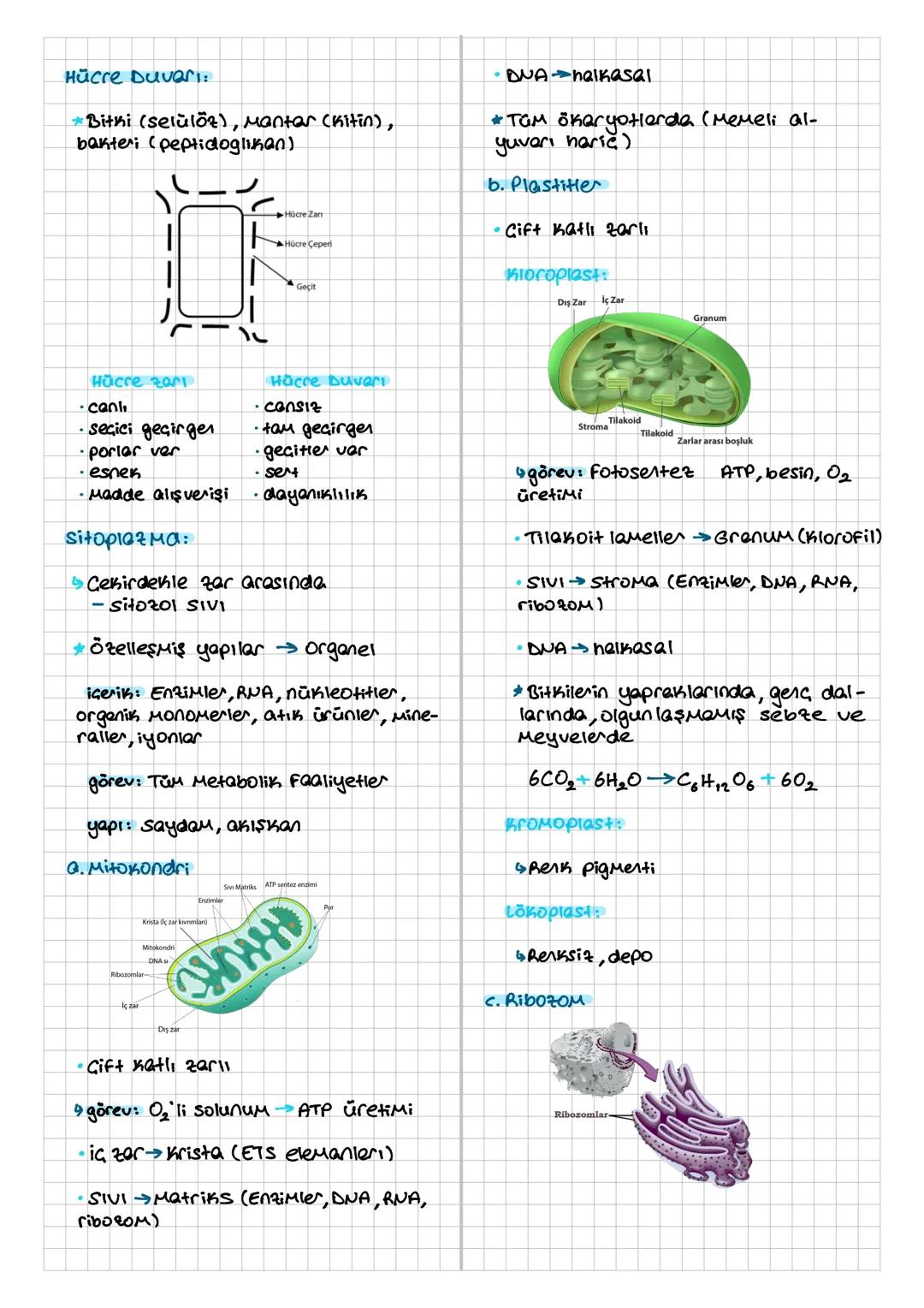 HÜCRE
Hücre Teorisi
Hücre canlının temel, yapısal ve işlev-
sel birimi.
* Prokaryot - Çekirdeksiz, zersiz organel
*ŏxaryot→Gekirdekli, zerli