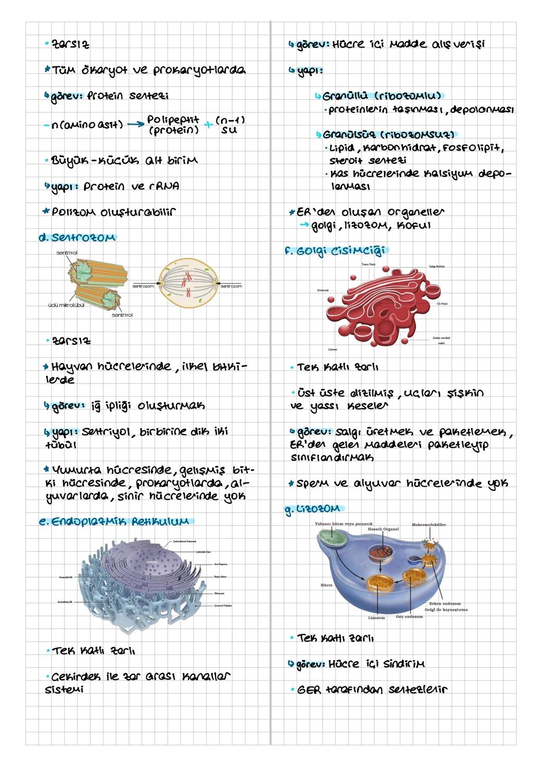 HÜCRE
Hücre Teorisi
Hücre canlının temel, yapısal ve işlev-
sel birimi.
* Prokaryot - Çekirdeksiz, zersiz organel
*ŏxaryot→Gekirdekli, zerli