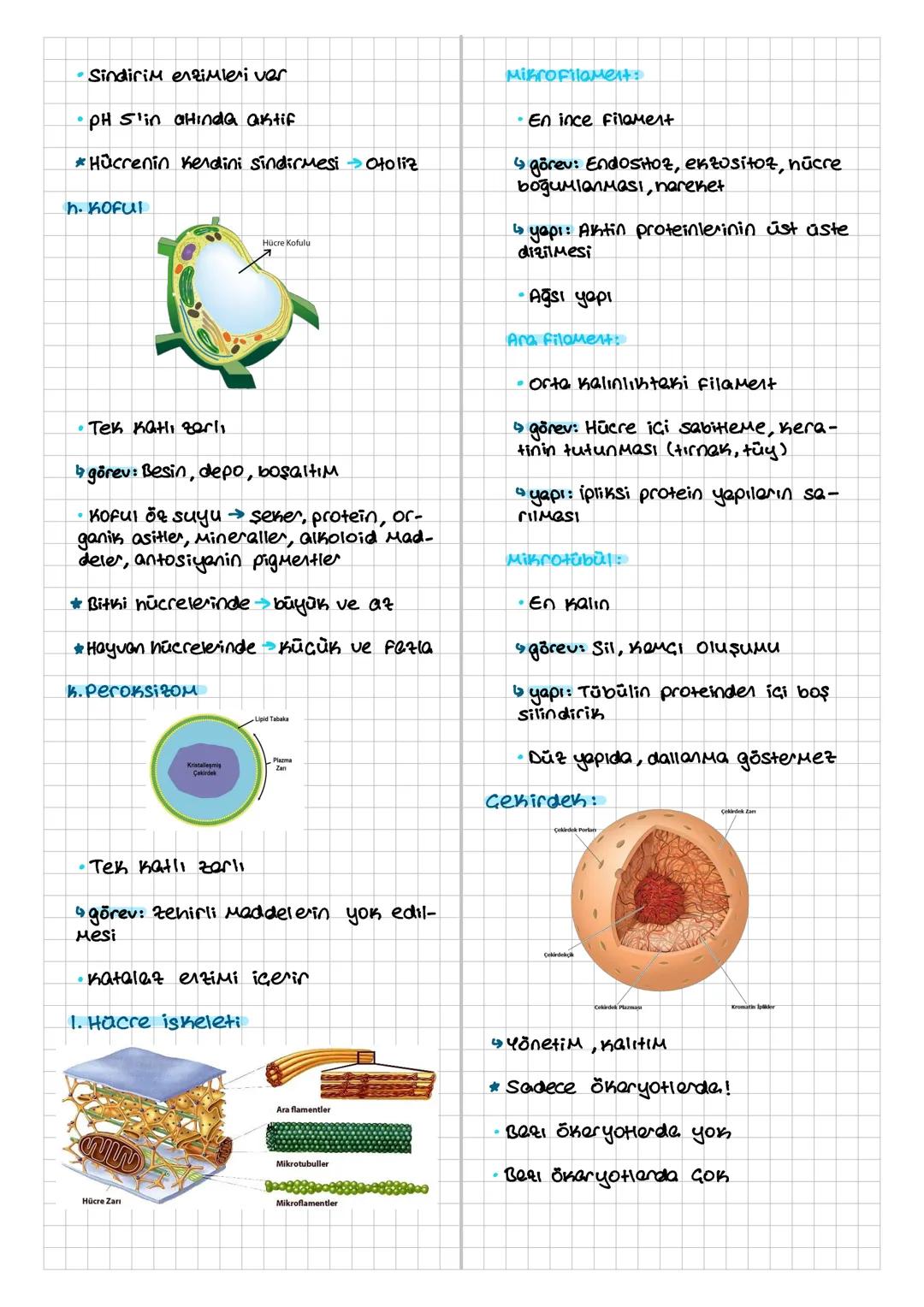 HÜCRE
Hücre Teorisi
Hücre canlının temel, yapısal ve işlev-
sel birimi.
* Prokaryot - Çekirdeksiz, zersiz organel
*ŏxaryot→Gekirdekli, zerli