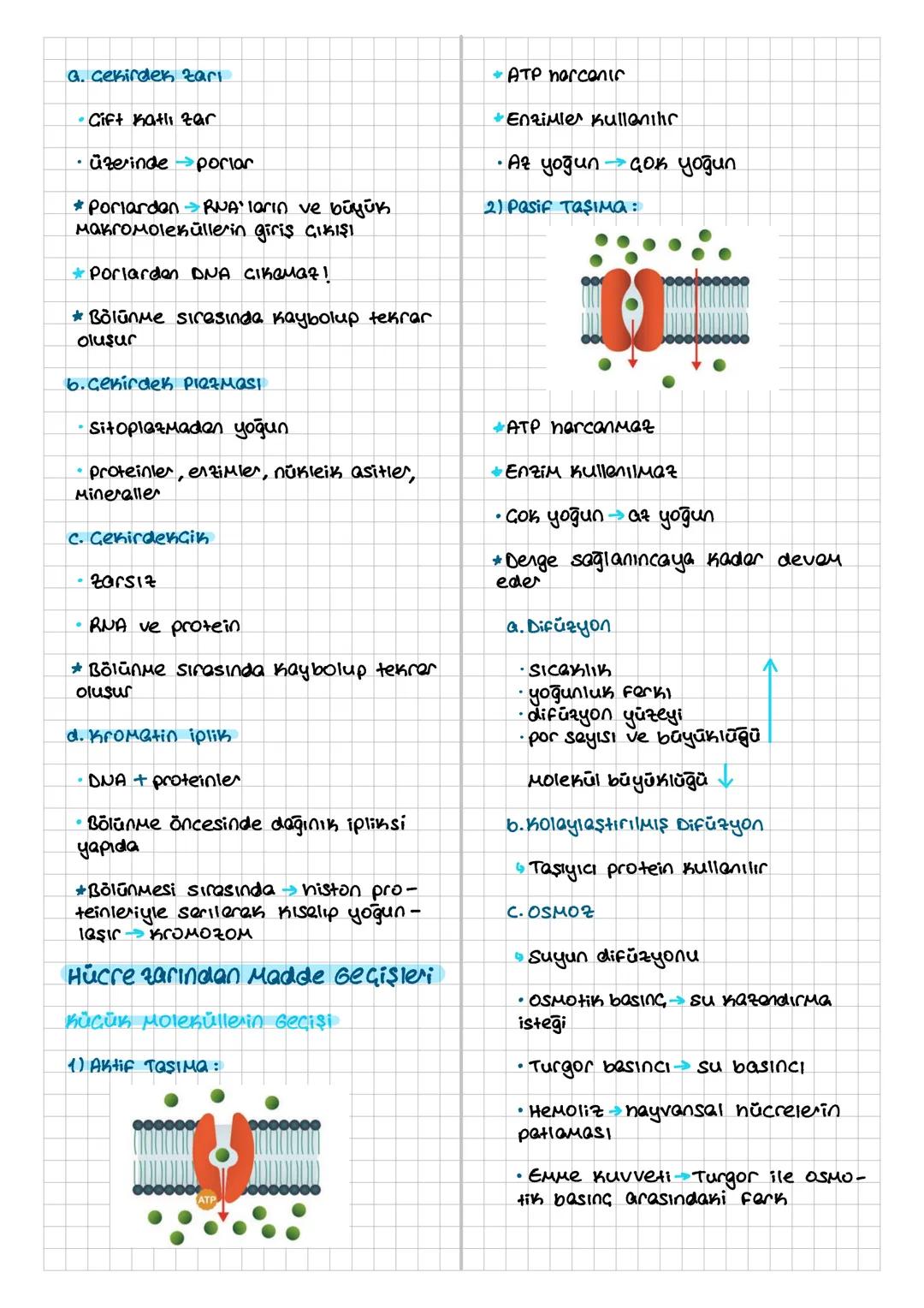 HÜCRE
Hücre Teorisi
Hücre canlının temel, yapısal ve işlev-
sel birimi.
* Prokaryot - Çekirdeksiz, zersiz organel
*ŏxaryot→Gekirdekli, zerli