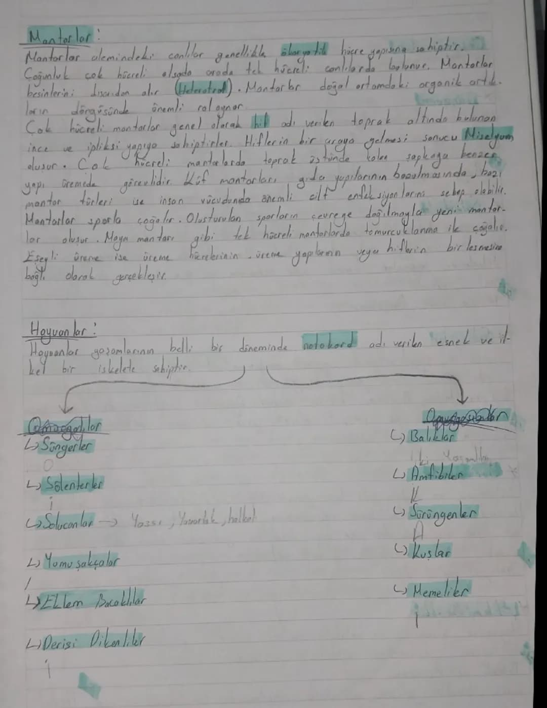 Biyolojik Sınıflandırma Sistemi (Satematik)
TOW
Sahuda Sut Atti
ÜL
Amper
Milli
Takimi
A
K
N
13
よ
E
M
Türkiye Cumhuriyeti
ū
R
N
7
S
E
ALEM
al