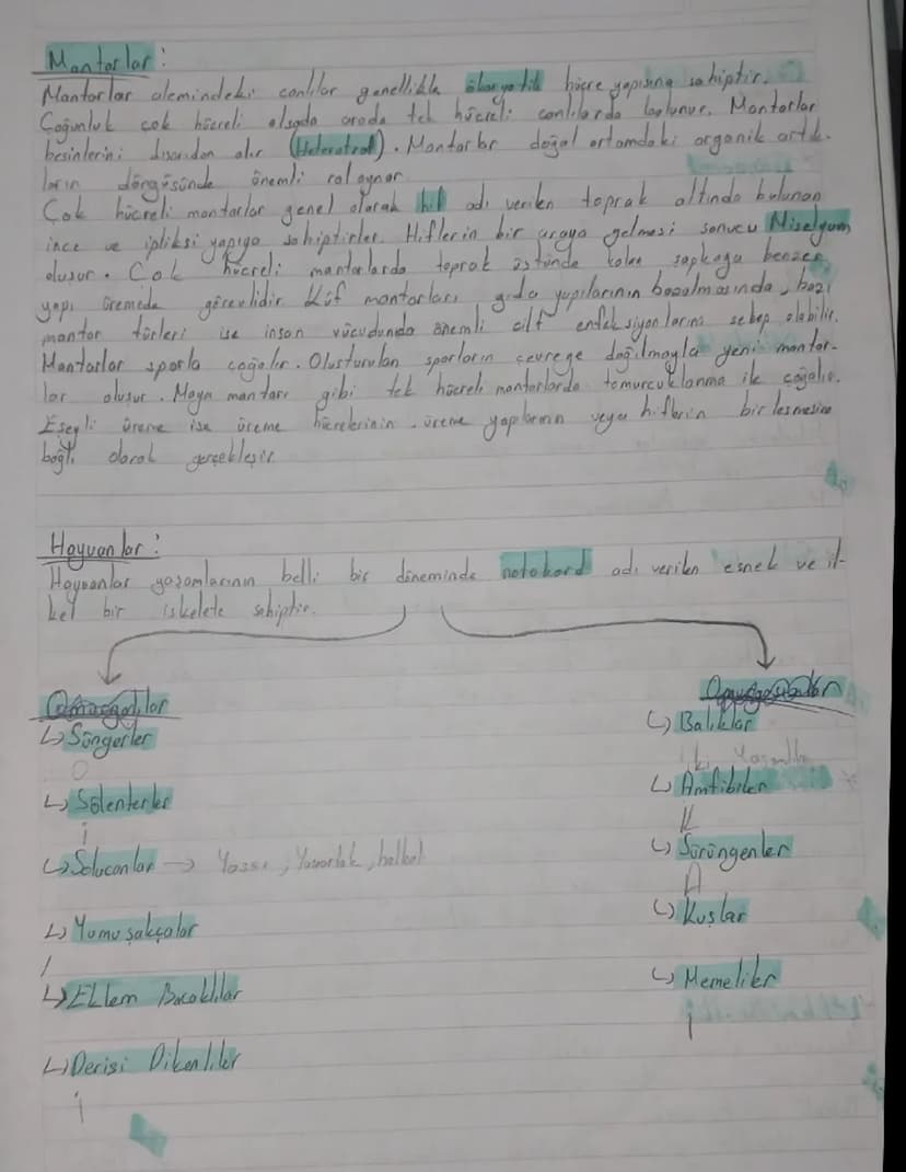 Biyolojik Sınıflandırma Sistemi (Satematik)
TOW
Sahuda Sut Atti
ÜL
Amper
Milli
Takimi
A
K
N
13
よ
E
M
Türkiye Cumhuriyeti
ū
R
N
7
S
E
ALEM
al
