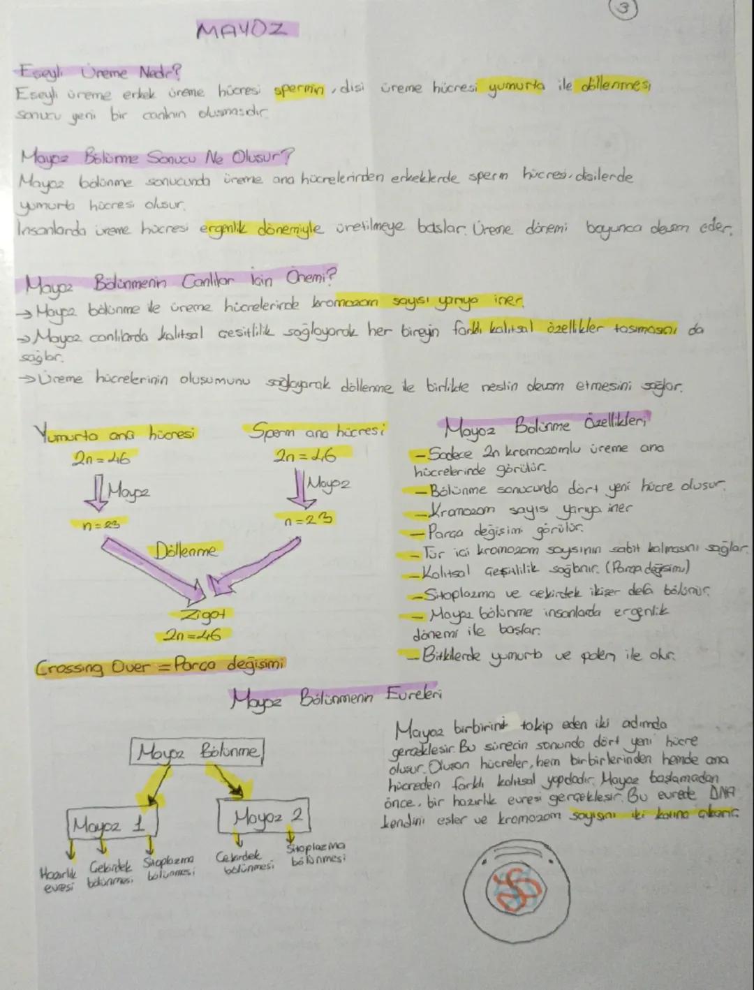 MAYOZ

Eseyl Ureme Nedr?
Eseyi üreme erkek üreme hücresi spermin, disi üreme hücresi yumurta ile dillenmesi
sonucu yeni bir contain dusmasdı