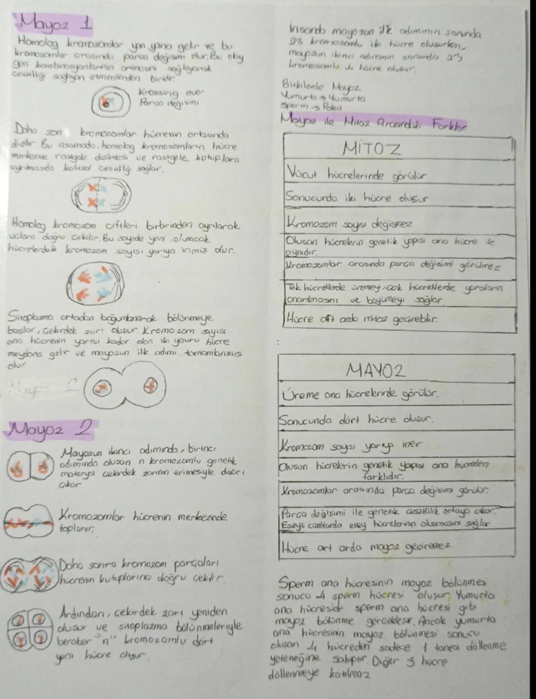 MAYOZ

Eseyl Ureme Nedr?
Eseyi üreme erkek üreme hücresi spermin, disi üreme hücresi yumurta ile dillenmesi
sonucu yeni bir contain dusmasdı