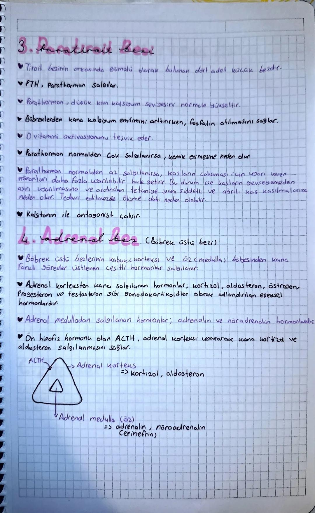 3. Paratiralt beni
Tiroit bezinin arkasında gömali olarak bulunan dort adet küçük bezdir.
PTH, Parathormon saleılar.
♥Porat hormon, düşük ka