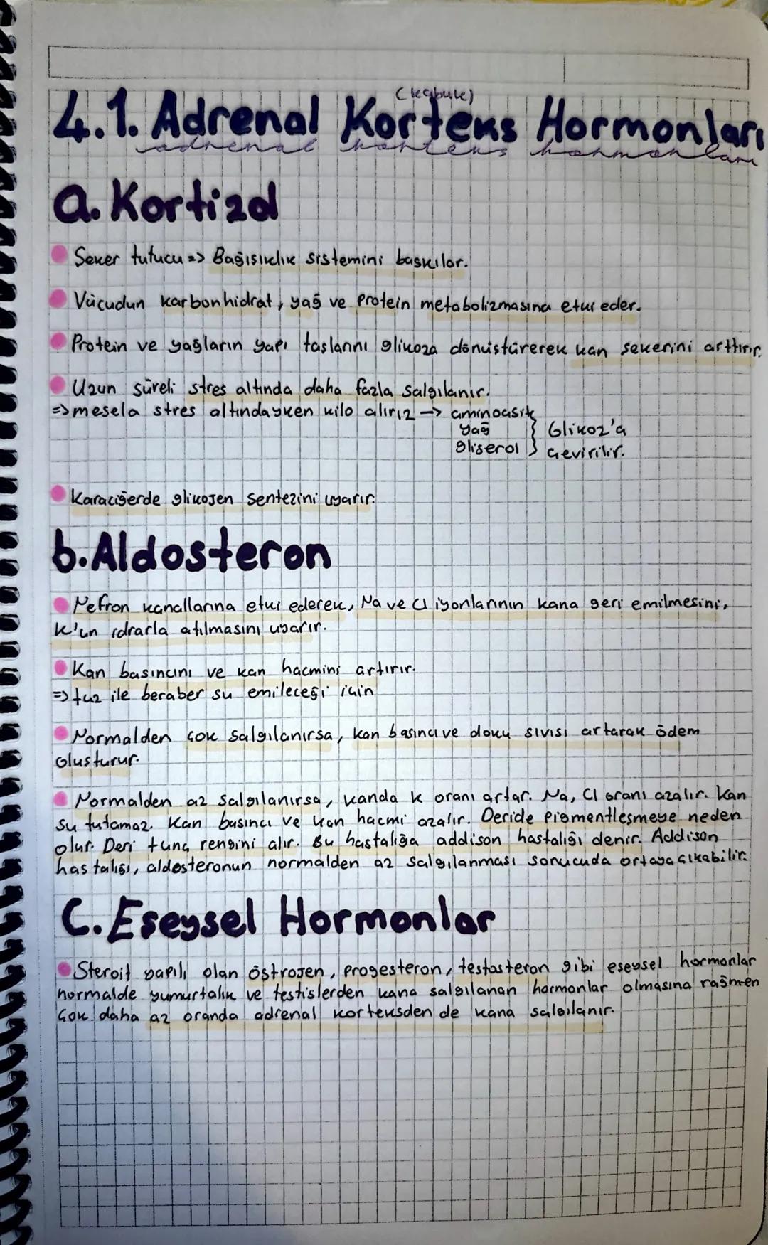 3. Paratiralt beni
Tiroit bezinin arkasında gömali olarak bulunan dort adet küçük bezdir.
PTH, Parathormon saleılar.
♥Porat hormon, düşük ka