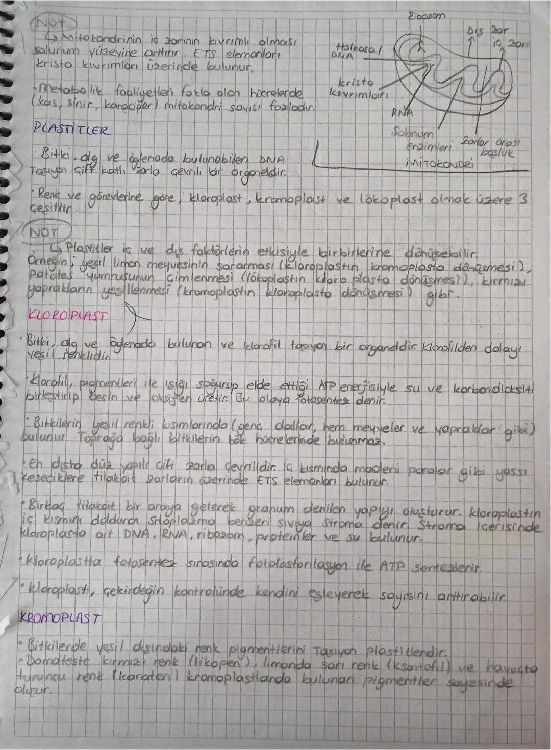 # ÜNİTE 2 HÜCRE

# HÜCRE BICESENLERİ VE GÖREVLERİ -

HLKRE

- Tüm canlılar hücre ad verilen bir veya daha fazla sayıdaki menel birimlerden d