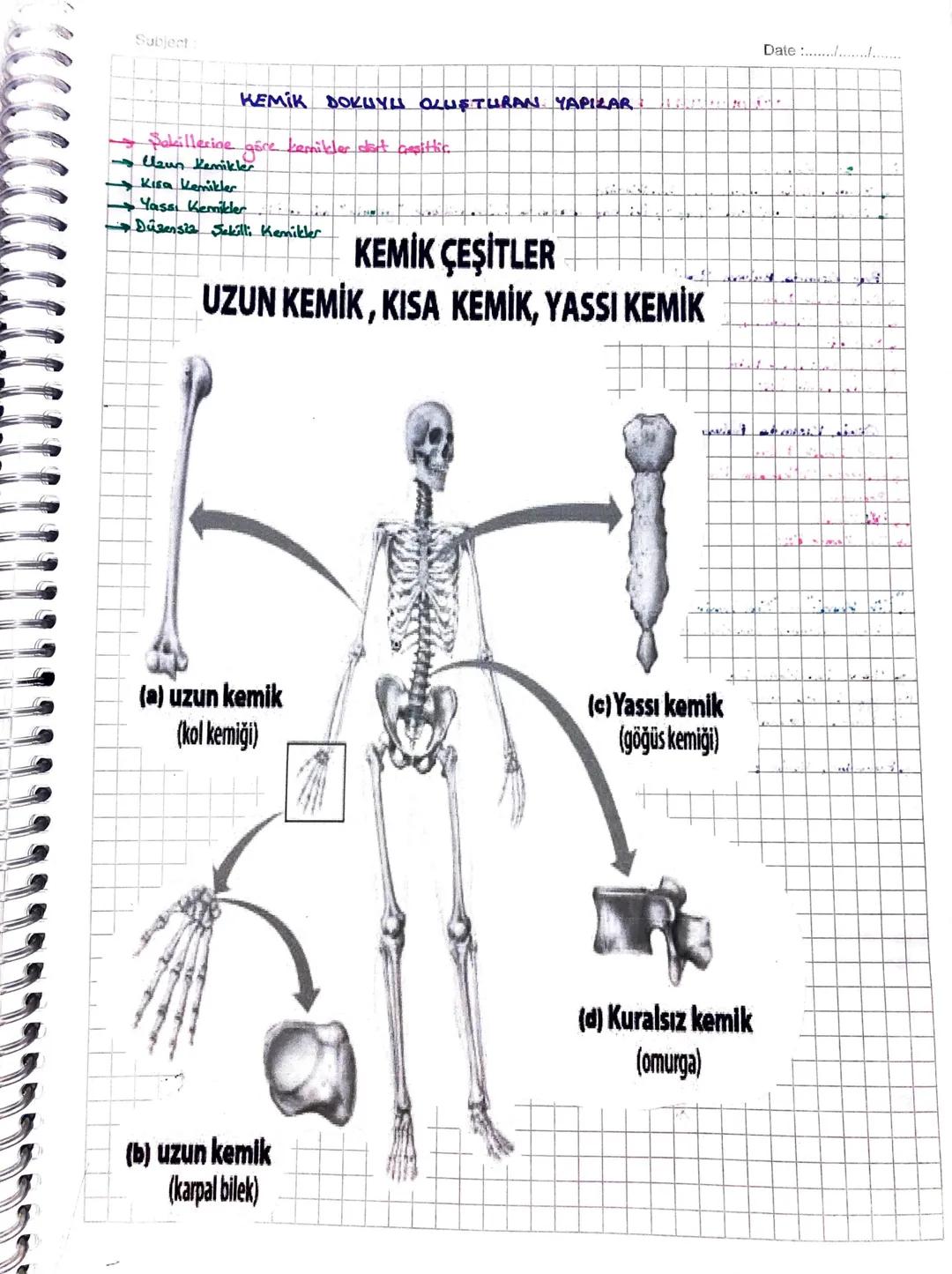 #İSKELET
SiSTEMi#
, iskelet sisteminin görevleri eu şekilde sıralmabilir;
1- Kos ve eklemler ile birlikte vucudan hareketini sağlamak
2- Vuc