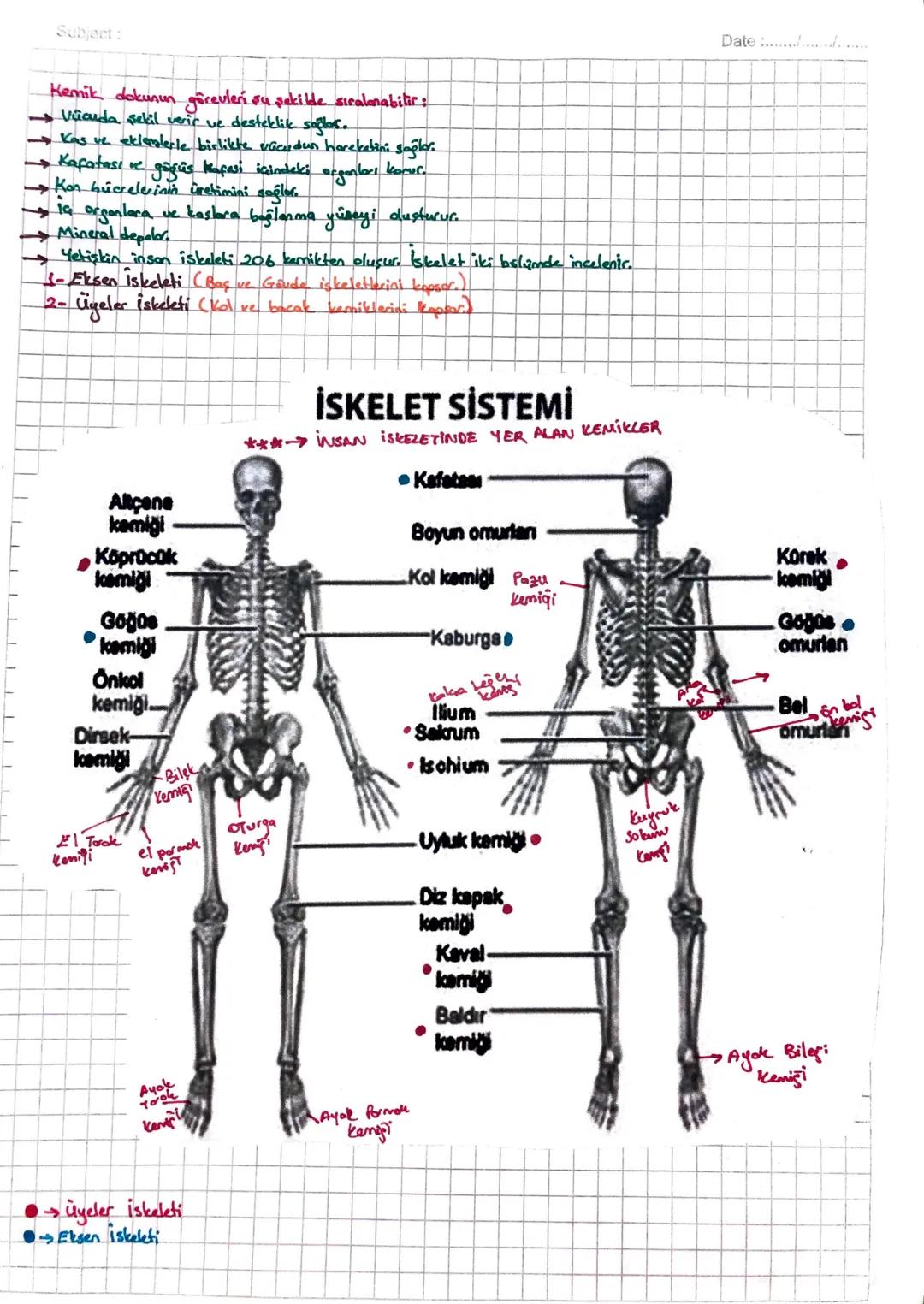 #İSKELET
SiSTEMi#
, iskelet sisteminin görevleri eu şekilde sıralmabilir;
1- Kos ve eklemler ile birlikte vucudan hareketini sağlamak
2- Vuc