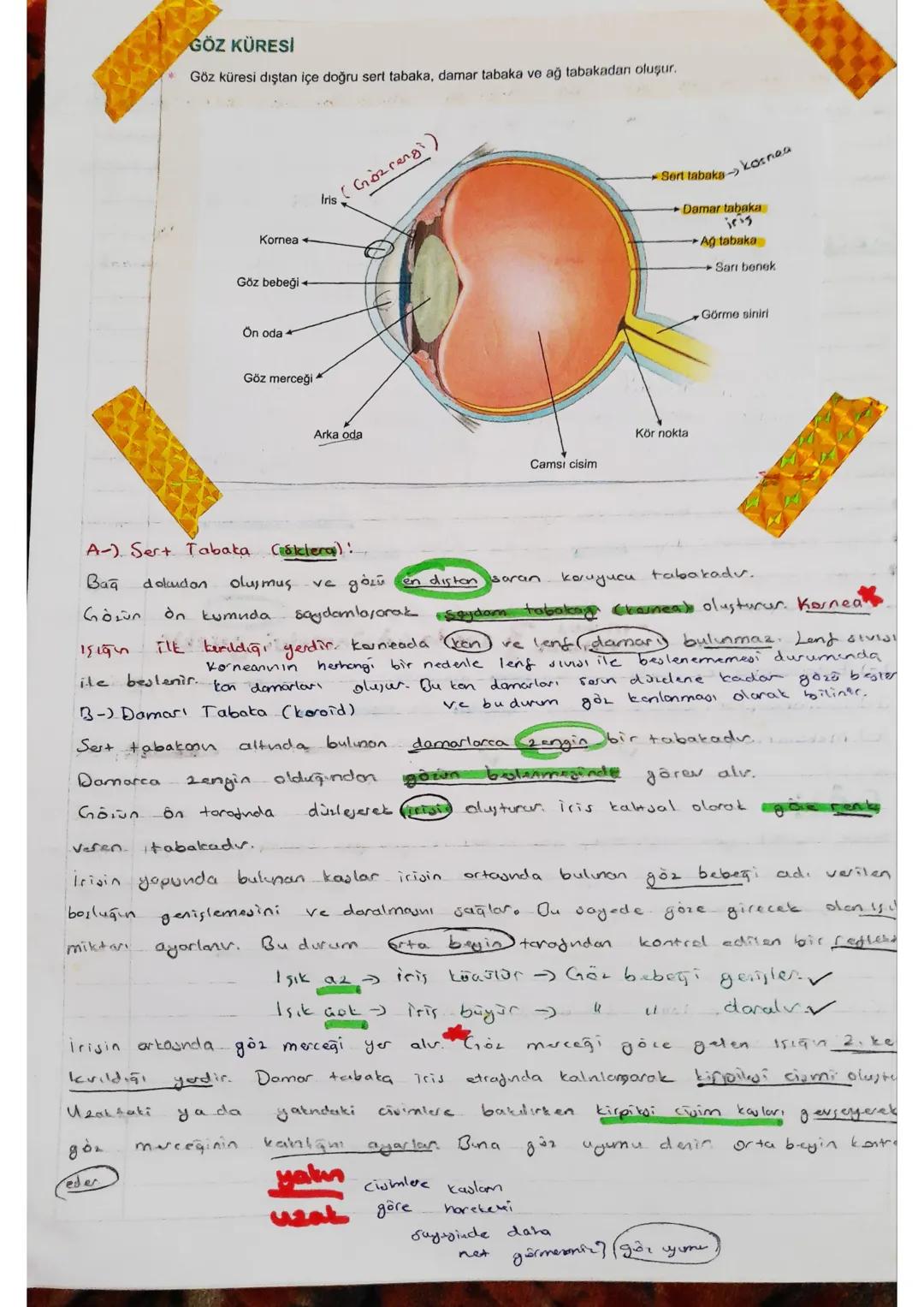 5
homen
caronietta
melatasin harmony salgılar.
biyolojik
Saati
disenter.
uyu organlari
-ssive
48811
·Duyu Organlari -
once
Gevesindeki
değer