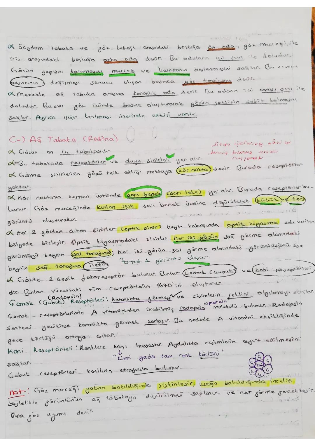 5
homen
caronietta
melatasin harmony salgılar.
biyolojik
Saati
disenter.
uyu organlari
-ssive
48811
·Duyu Organlari -
once
Gevesindeki
değer