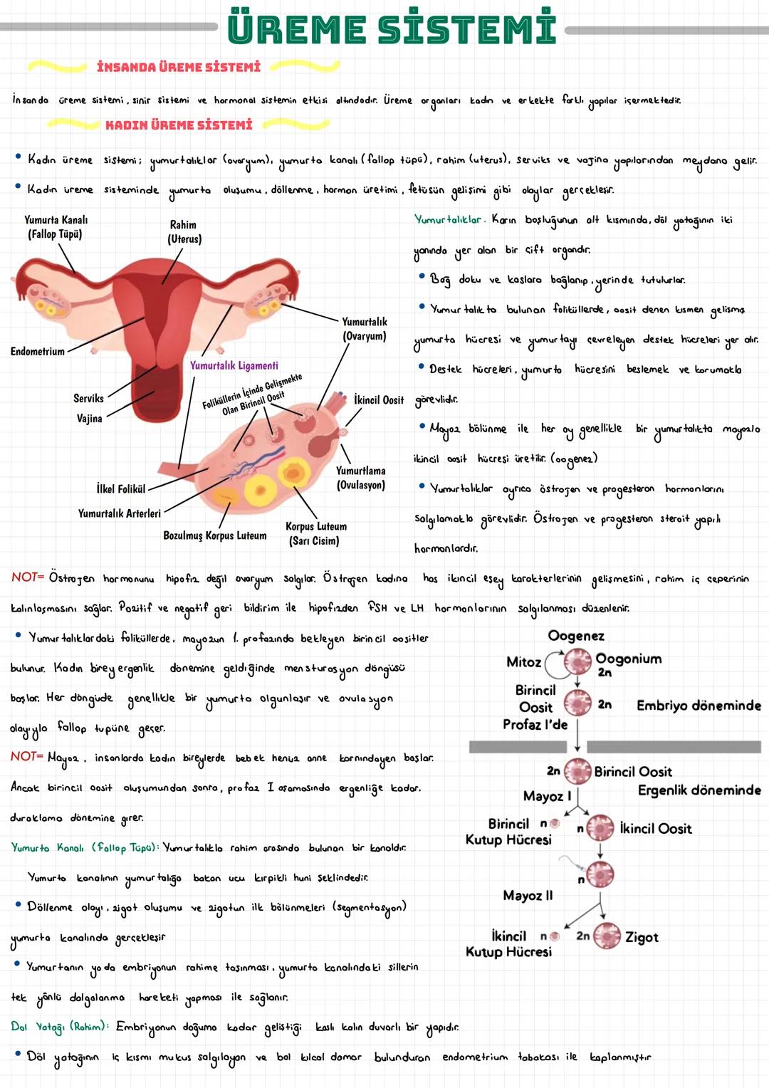  ÜREME SİSTEMİ
İNSANDA ÜREME SİSTEMİ
İnsan da üreme sistemi, sinir sistemi ve hormonal sistemin etkisi altındadır. Üreme organları kadın ve 