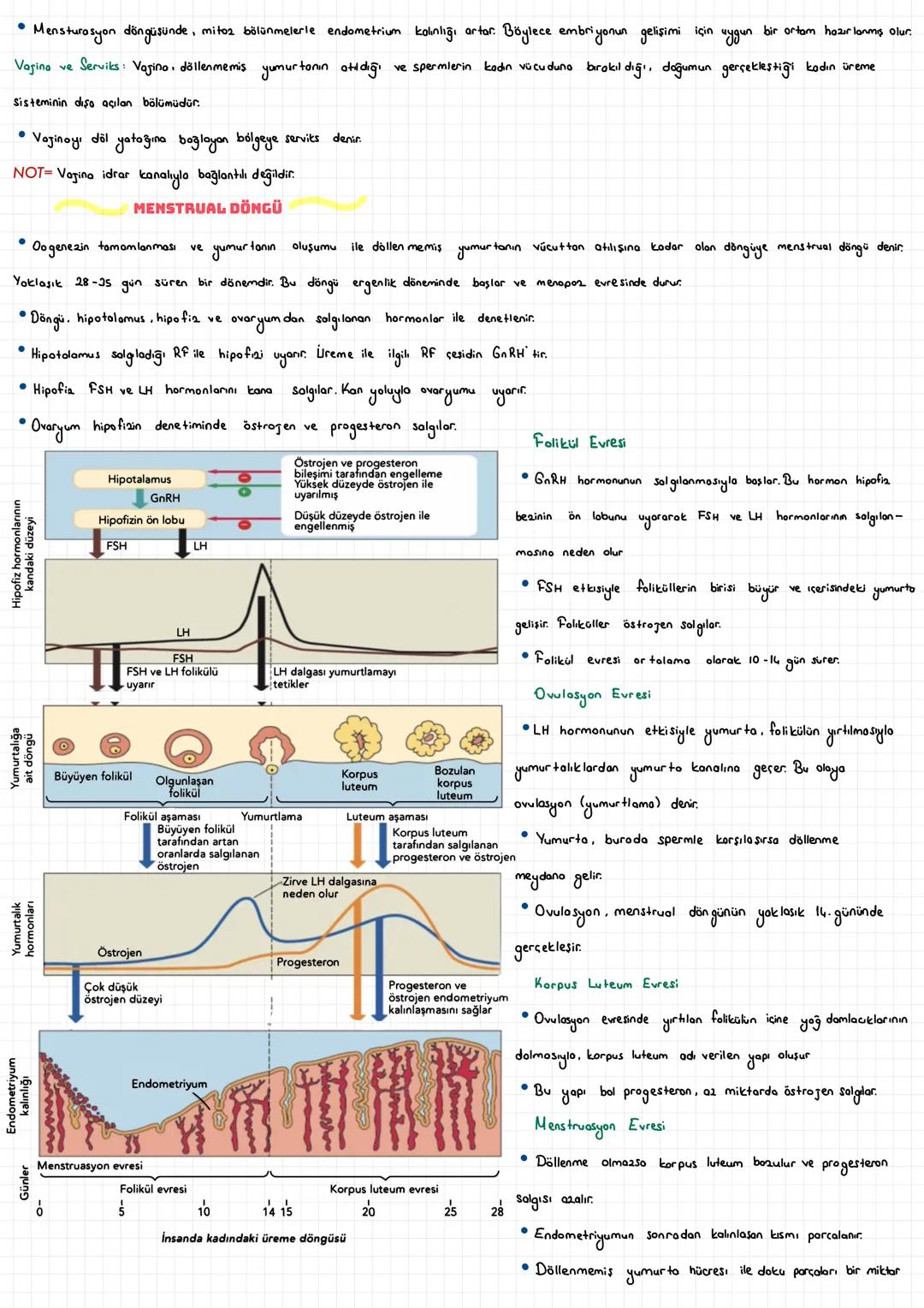  ÜREME SİSTEMİ
İNSANDA ÜREME SİSTEMİ
İnsan da üreme sistemi, sinir sistemi ve hormonal sistemin etkisi altındadır. Üreme organları kadın ve 