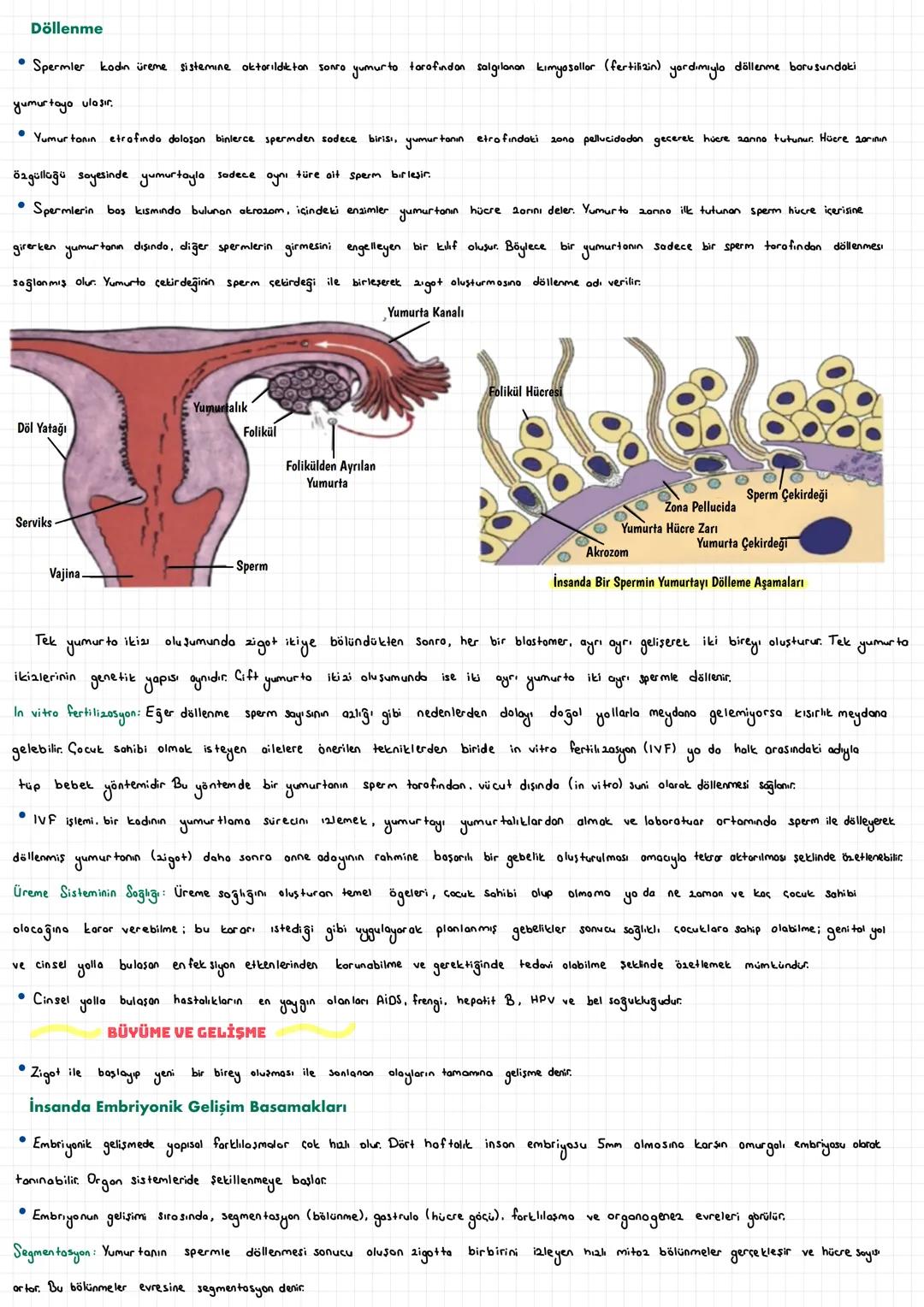  ÜREME SİSTEMİ
İNSANDA ÜREME SİSTEMİ
İnsan da üreme sistemi, sinir sistemi ve hormonal sistemin etkisi altındadır. Üreme organları kadın ve 