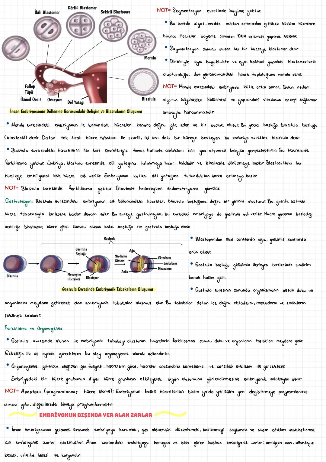  ÜREME SİSTEMİ
İNSANDA ÜREME SİSTEMİ
İnsan da üreme sistemi, sinir sistemi ve hormonal sistemin etkisi altındadır. Üreme organları kadın ve 