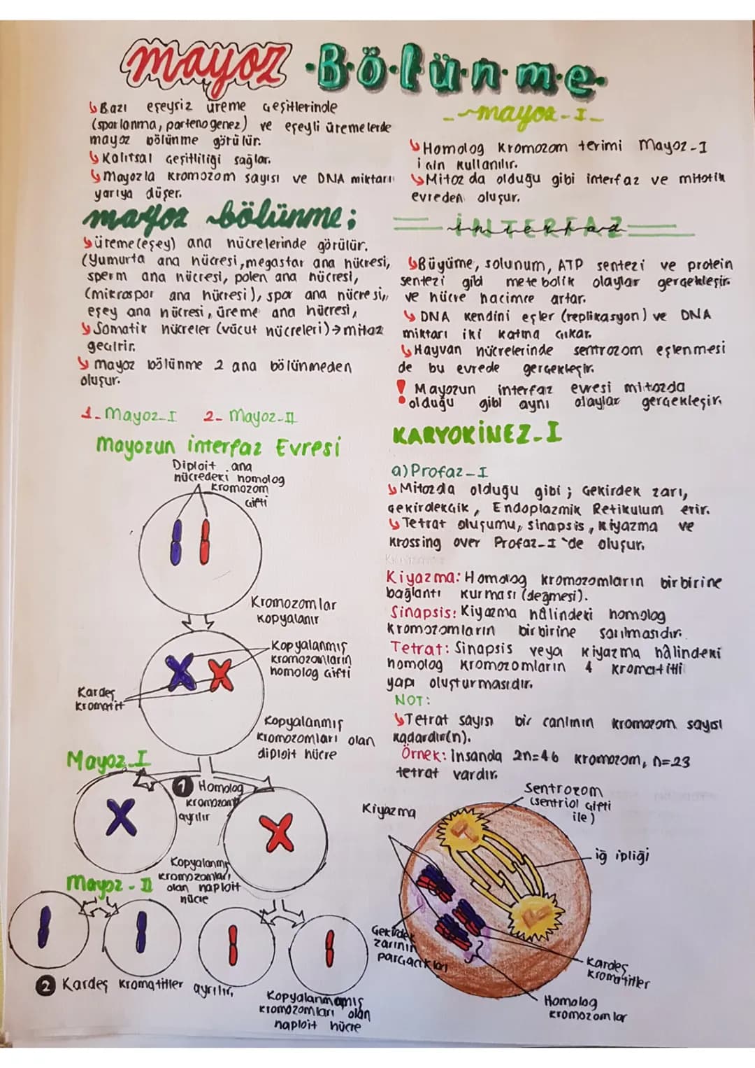 mayoz Bötunme
Bazı eşeysiz üreme Geşitlerinole
(spar lanma, partenogenez) ve eşeyli üremelerde
mayoz bölünme görülür.
Kolitsal Geşitliliği s