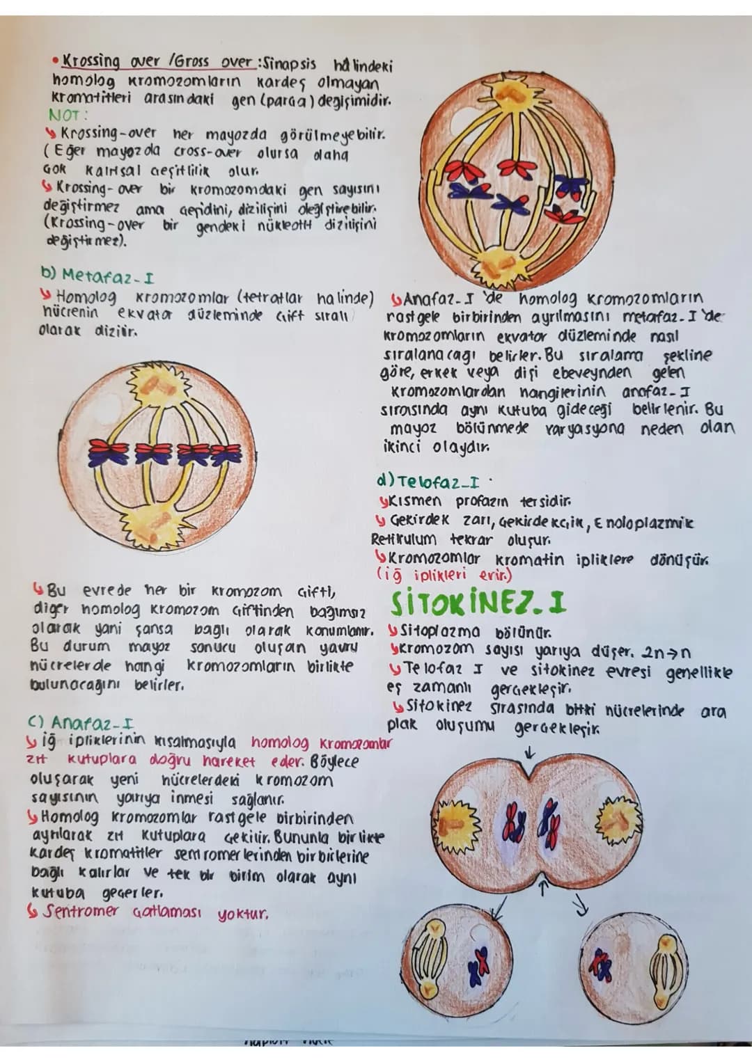 mayoz Bötunme
Bazı eşeysiz üreme Geşitlerinole
(spar lanma, partenogenez) ve eşeyli üremelerde
mayoz bölünme görülür.
Kolitsal Geşitliliği s