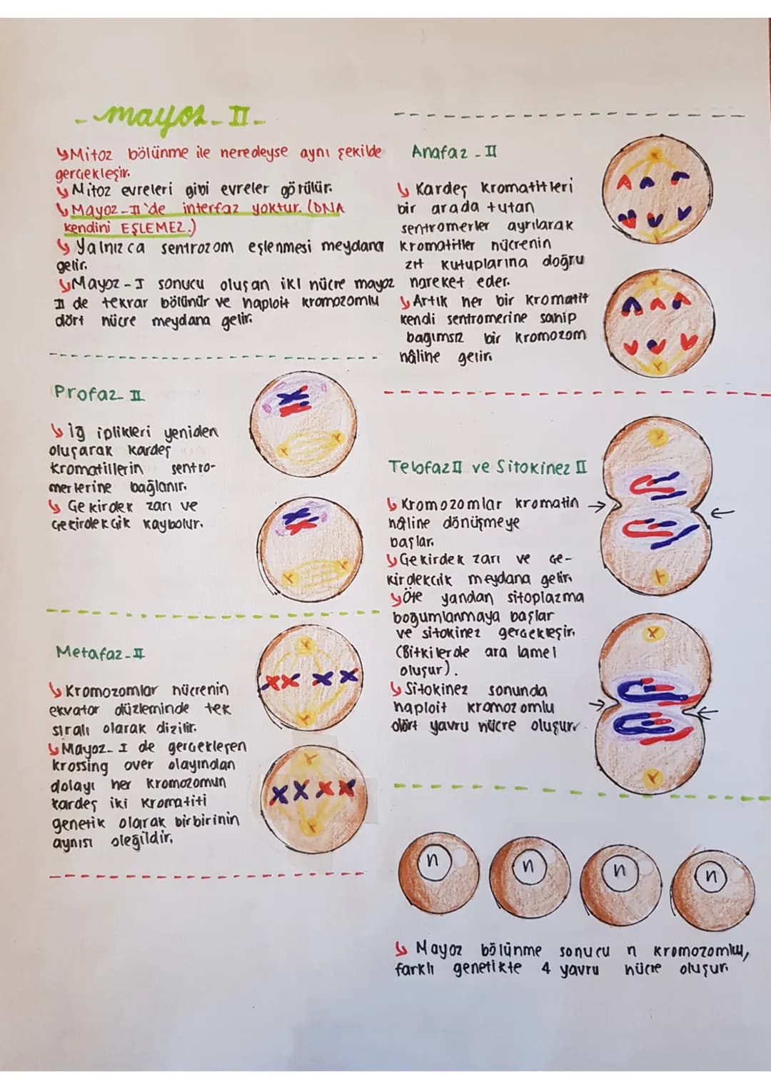 mayoz Bötunme
Bazı eşeysiz üreme Geşitlerinole
(spar lanma, partenogenez) ve eşeyli üremelerde
mayoz bölünme görülür.
Kolitsal Geşitliliği s