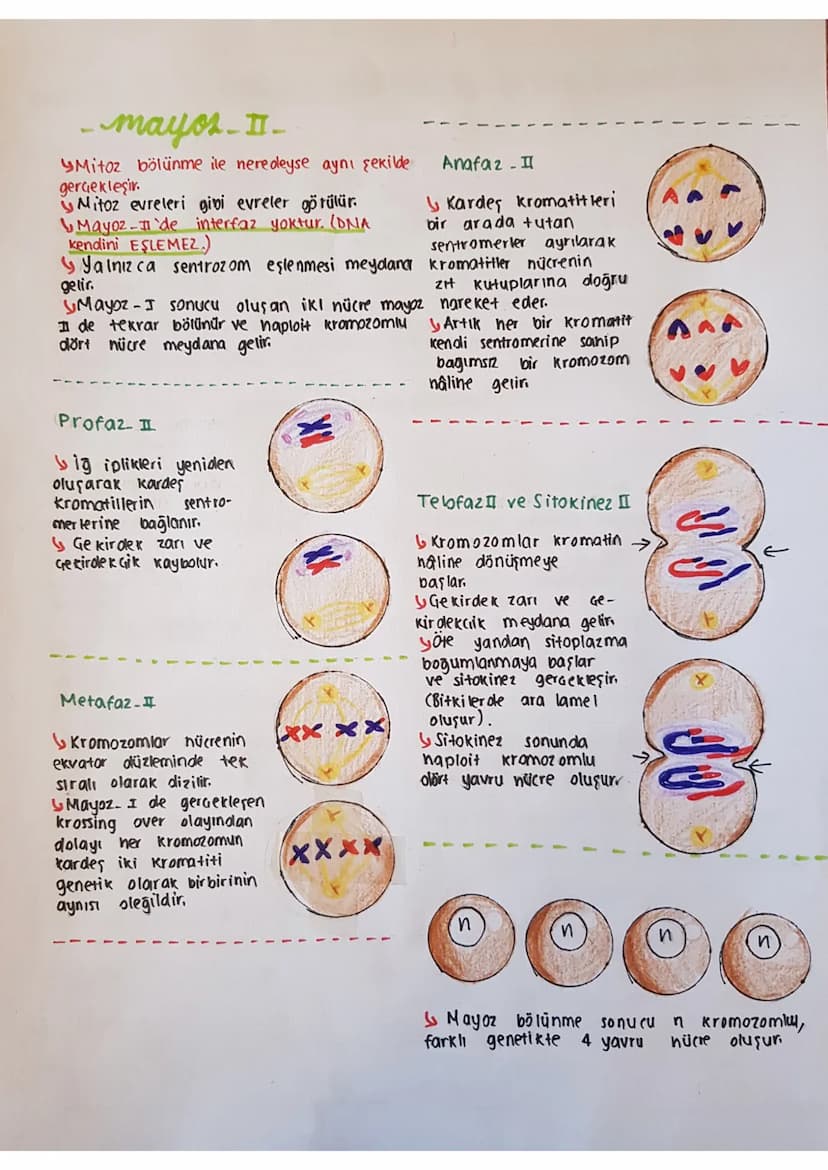 mayoz Bötunme
Bazı eşeysiz üreme Geşitlerinole
(spar lanma, partenogenez) ve eşeyli üremelerde
mayoz bölünme görülür.
Kolitsal Geşitliliği s