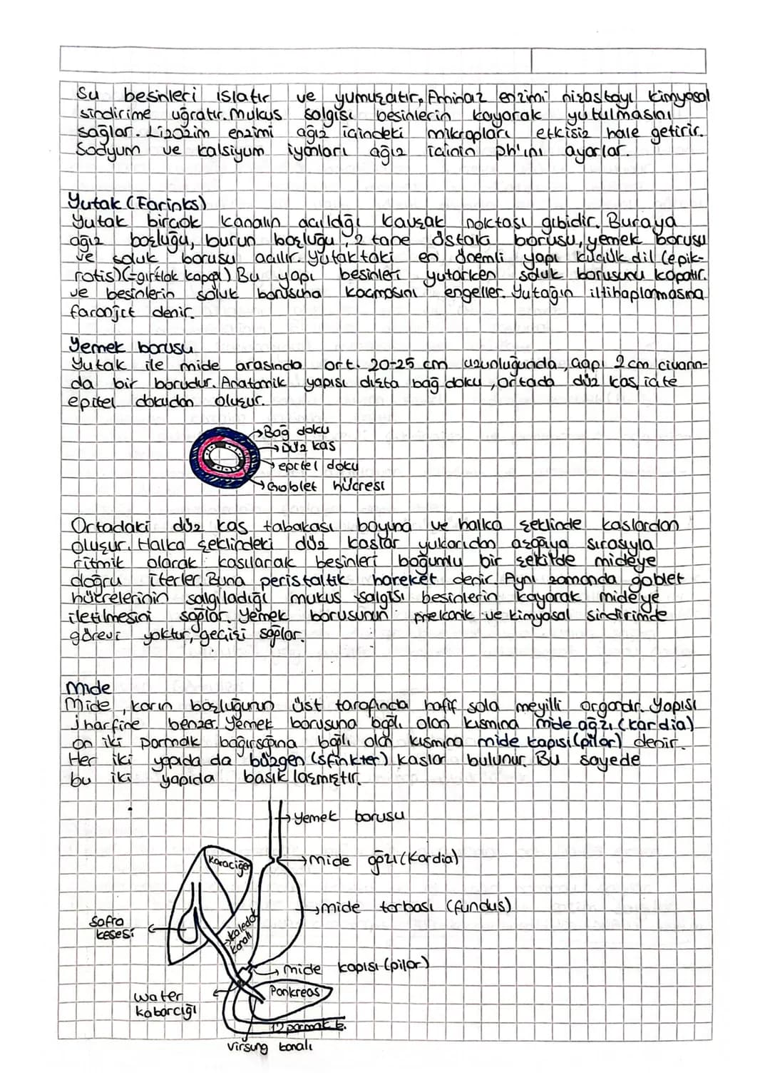 Besin maddelerinin
SINDIRIM SISTEMI
Sulu ortamlarda enzimler aracılığıyla yapı taşlarına
parçalanarak kana geçebilecek hale gelmesine sindir