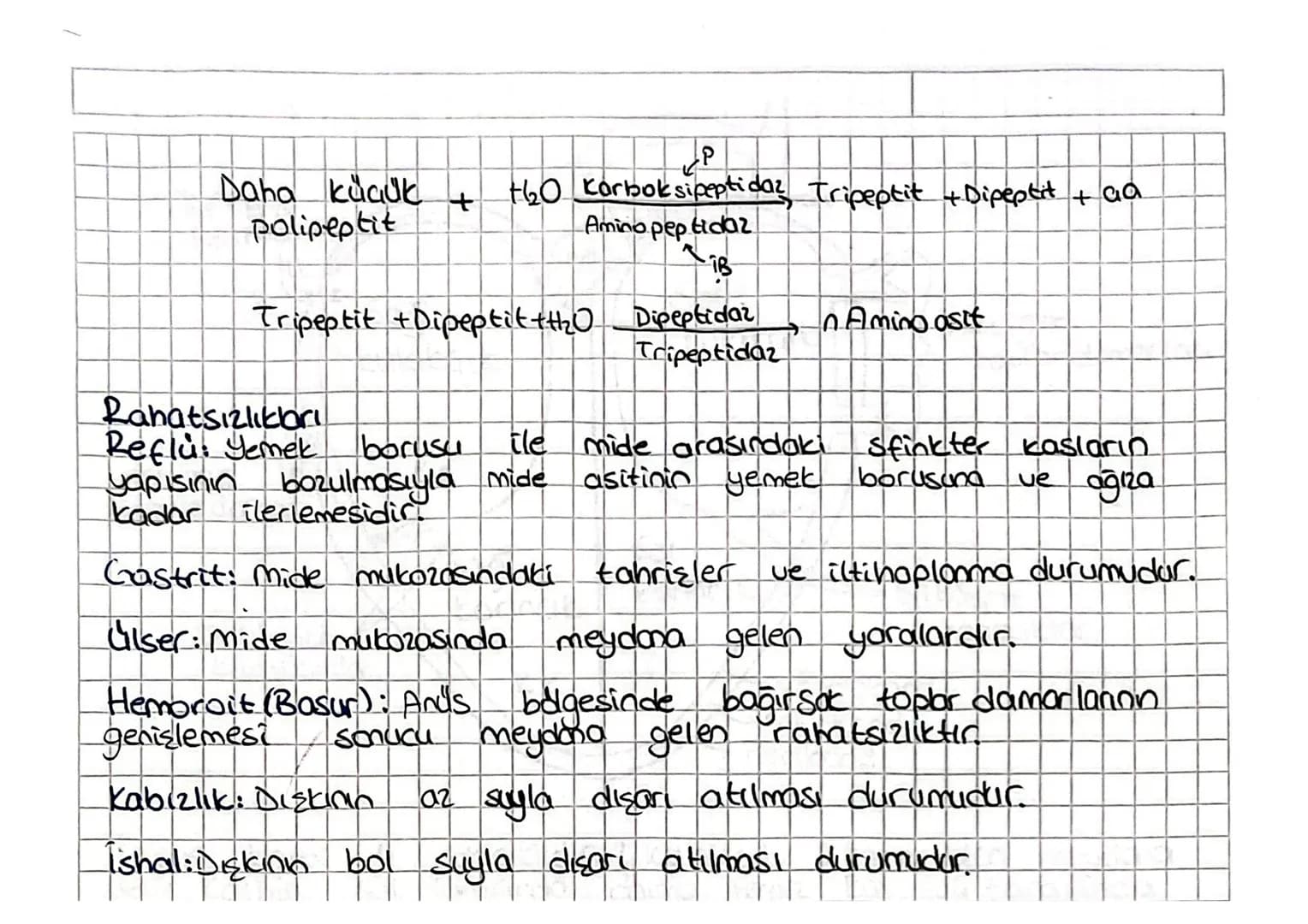 Besin maddelerinin
SINDIRIM SISTEMI
Sulu ortamlarda enzimler aracılığıyla yapı taşlarına
parçalanarak kana geçebilecek hale gelmesine sindir