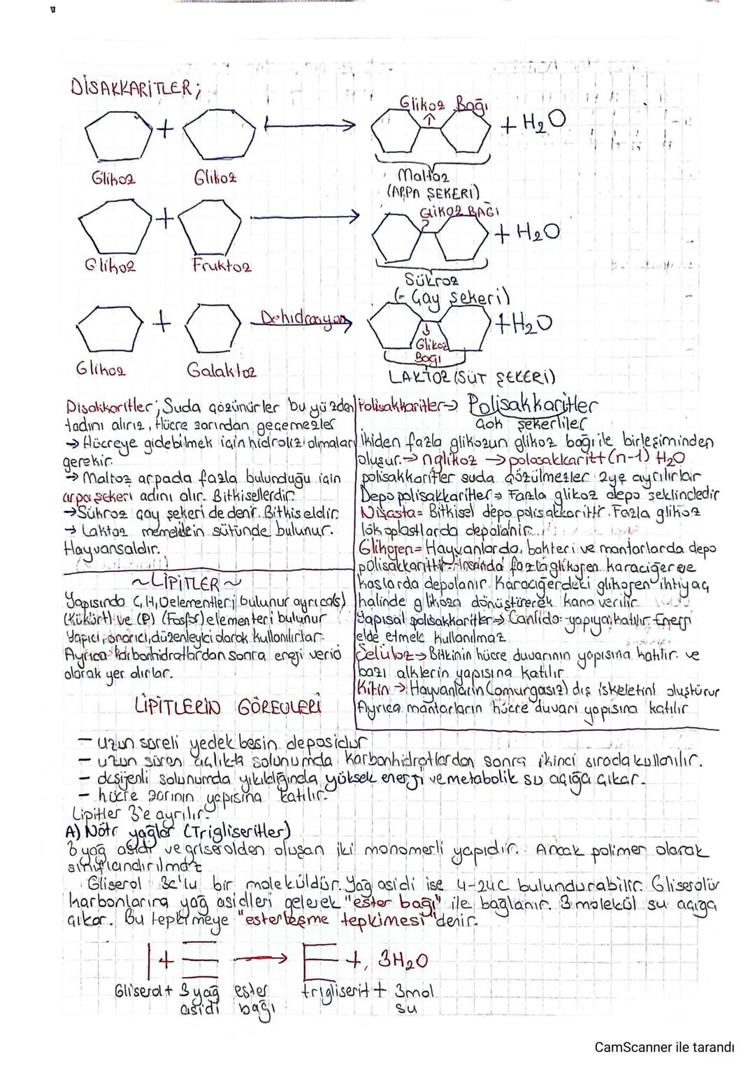 DİSAKKARİTLER;
Glikoz
Gliko2
Gliko Bağı
Maltoz
(ARPA SEKERI)
Giko2 BAGI
+H₂O
+ H2O
Gliko2
Frukto2
Sukro
Gay sekeri)
+
Dehidrasyon
+H20
Glike