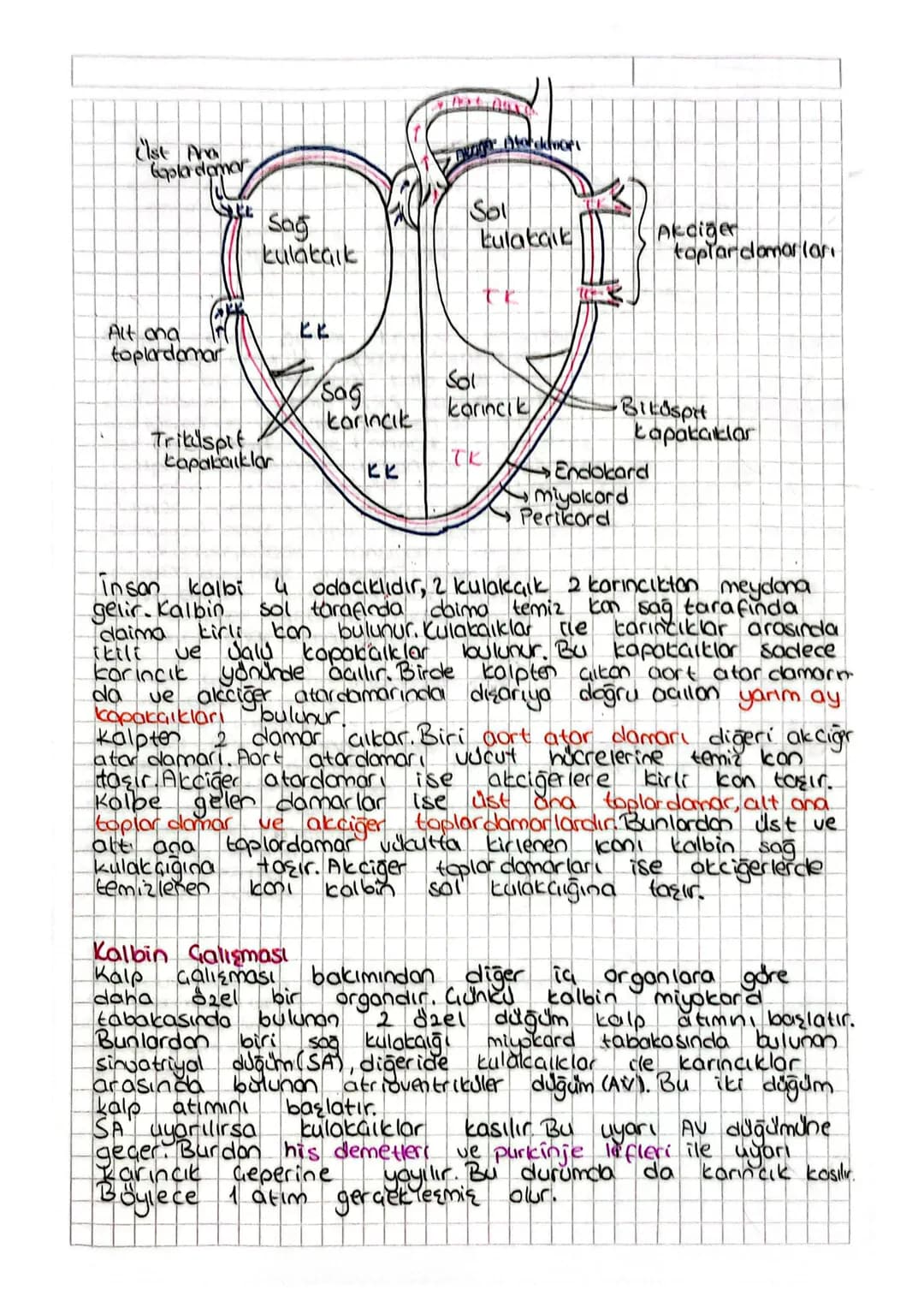 DOLAŞIM SİSTEM
Kalp damarlar. ve dolaşım SQUISI kandan oluşan sisteme
dolaşım sistemi denir. Dolaşım sistemian wucudumuzda madde
taşınması h