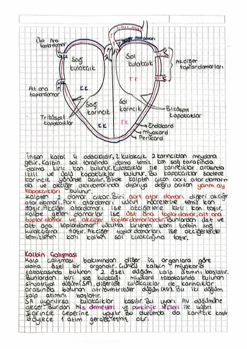 DOLAŞIM SİSTEM
Kalp damarlar. ve dolaşım SQUISI kandan oluşan sisteme
dolaşım sistemi denir. Dolaşım sistemian wucudumuzda madde
taşınması h
