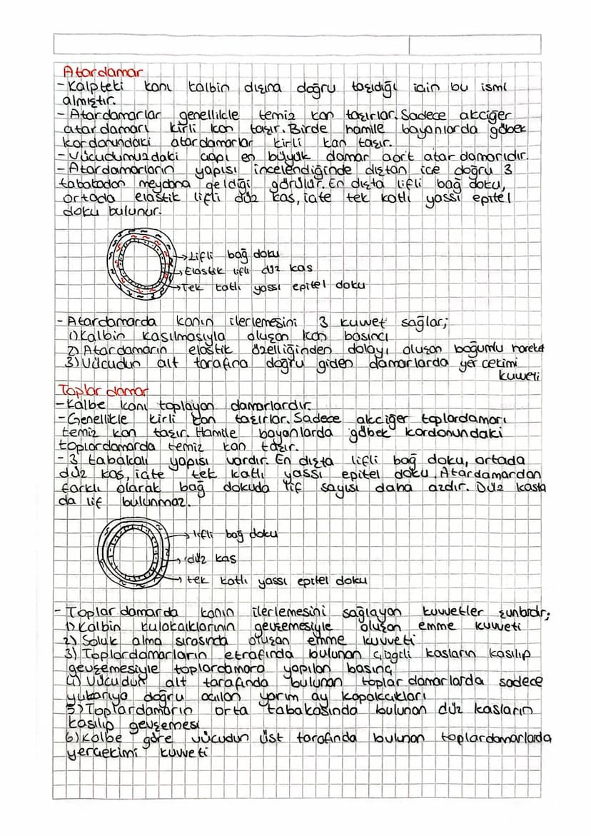 DOLAŞIM SİSTEM
Kalp damarlar. ve dolaşım SQUISI kandan oluşan sisteme
dolaşım sistemi denir. Dolaşım sistemian wucudumuzda madde
taşınması h