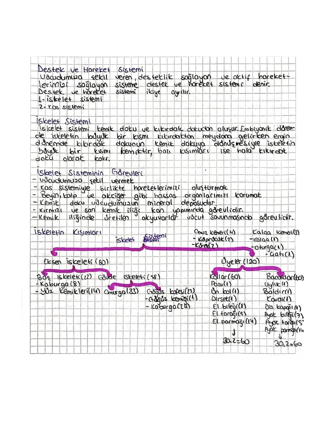 Destek ve Hareket Sistemi: 6. ve 11. Sınıf Konu Anlatımı ve Özet PDF