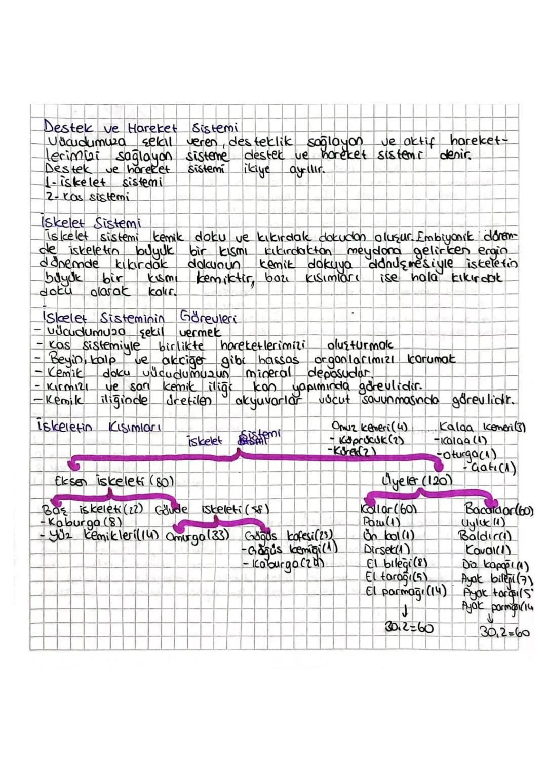 Destek ve Hareket Sistemi
Vücudumuza sekall veren, desteklik sağlayan ve aktif hareket-
lerimizi sağlayan sisteme destek ve hareket sistemi 