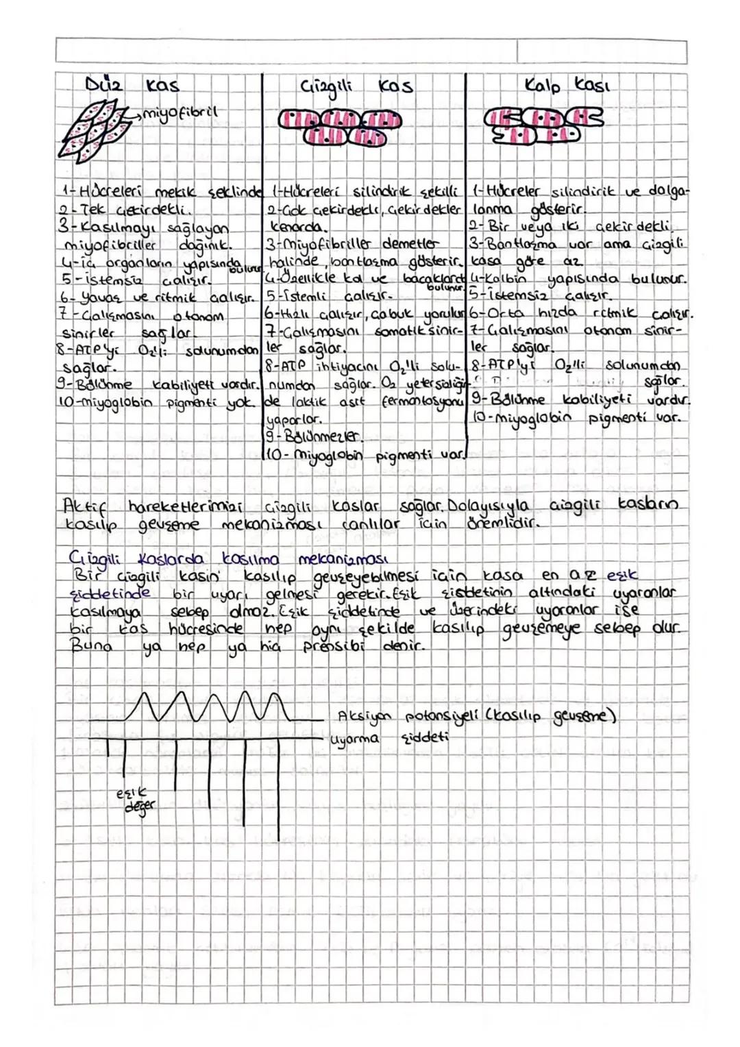 Destek ve Hareket Sistemi
Vücudumuza sekall veren, desteklik sağlayan ve aktif hareket-
lerimizi sağlayan sisteme destek ve hareket sistemi 