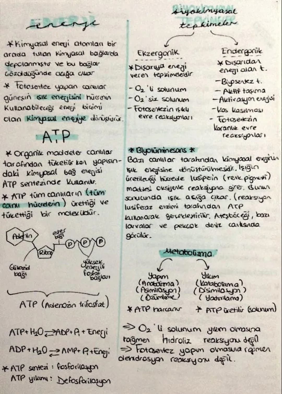 erenge
*Kimyasal eneyi atomlan bir
arada tutan Kimyasal bağlarda
depolanmists ve bu bağlar
Gözüldüğünde açığa alar
* Fotosentez yapan canula