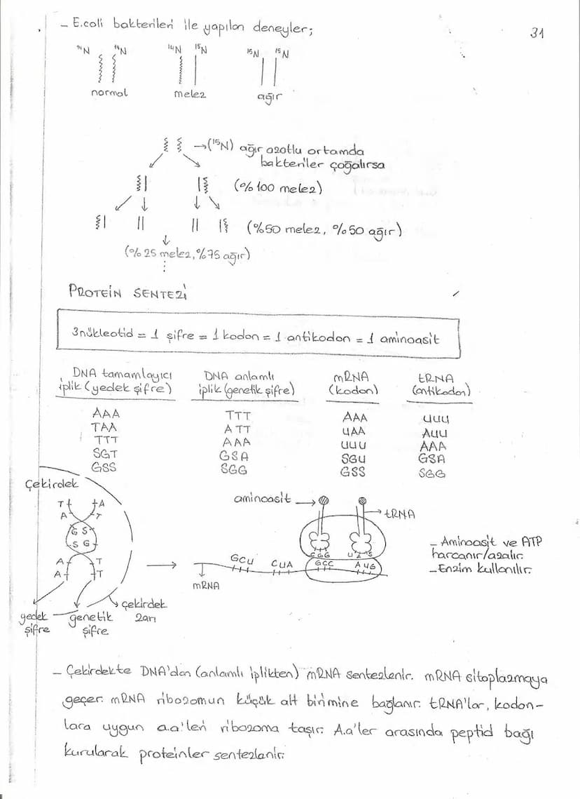 Bölüm 7: FOTOSENTE2 KEMOSENTE2
FOTOSENTE2
3
amaq besin üretmek
hammadde
yon
Ürün
02
CO2 (besinin C kaynağı),
H₂O (02 kaynağı),
2amon→
> günd