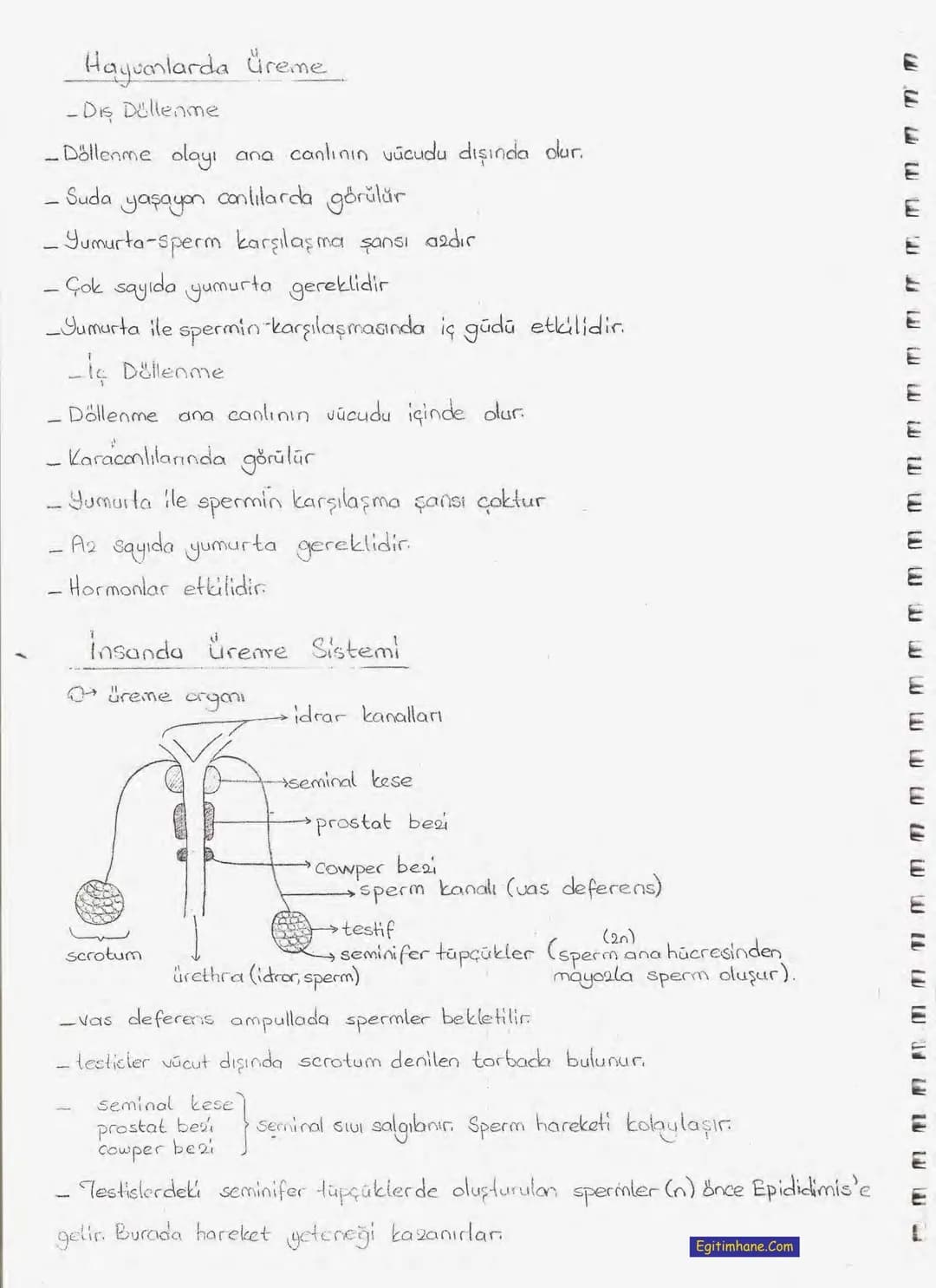 Bölüm 7: FOTOSENTE2 KEMOSENTE2
FOTOSENTE2
3
amaq besin üretmek
hammadde
yon
Ürün
02
CO2 (besinin C kaynağı),
H₂O (02 kaynağı),
2amon→
> günd