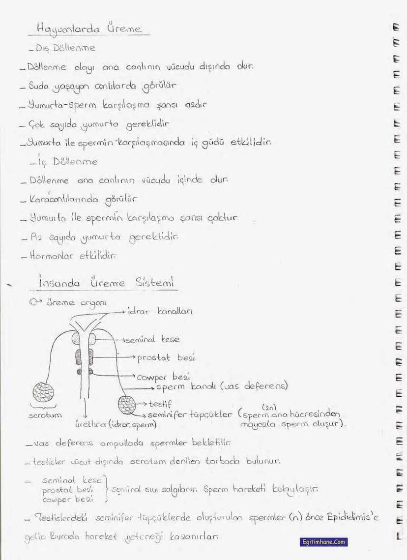 Bölüm 7: FOTOSENTE2 KEMOSENTE2
FOTOSENTE2
3
amaq besin üretmek
hammadde
yon
Ürün
02
CO2 (besinin C kaynağı),
H₂O (02 kaynağı),
2amon→
> günd