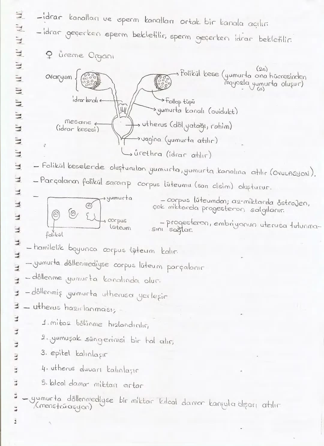 Bölüm 7: FOTOSENTE2 KEMOSENTE2
FOTOSENTE2
3
amaq besin üretmek
hammadde
yon
Ürün
02
CO2 (besinin C kaynağı),
H₂O (02 kaynağı),
2amon→
> günd