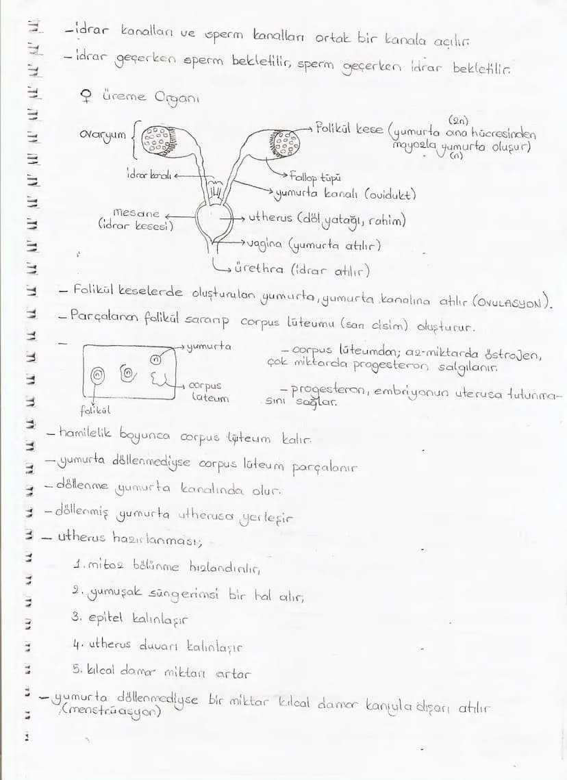 Bölüm 7: FOTOSENTE2 KEMOSENTE2
FOTOSENTE2
3
amaq besin üretmek
hammadde
yon
Ürün
02
CO2 (besinin C kaynağı),
H₂O (02 kaynağı),
2amon→
> günd